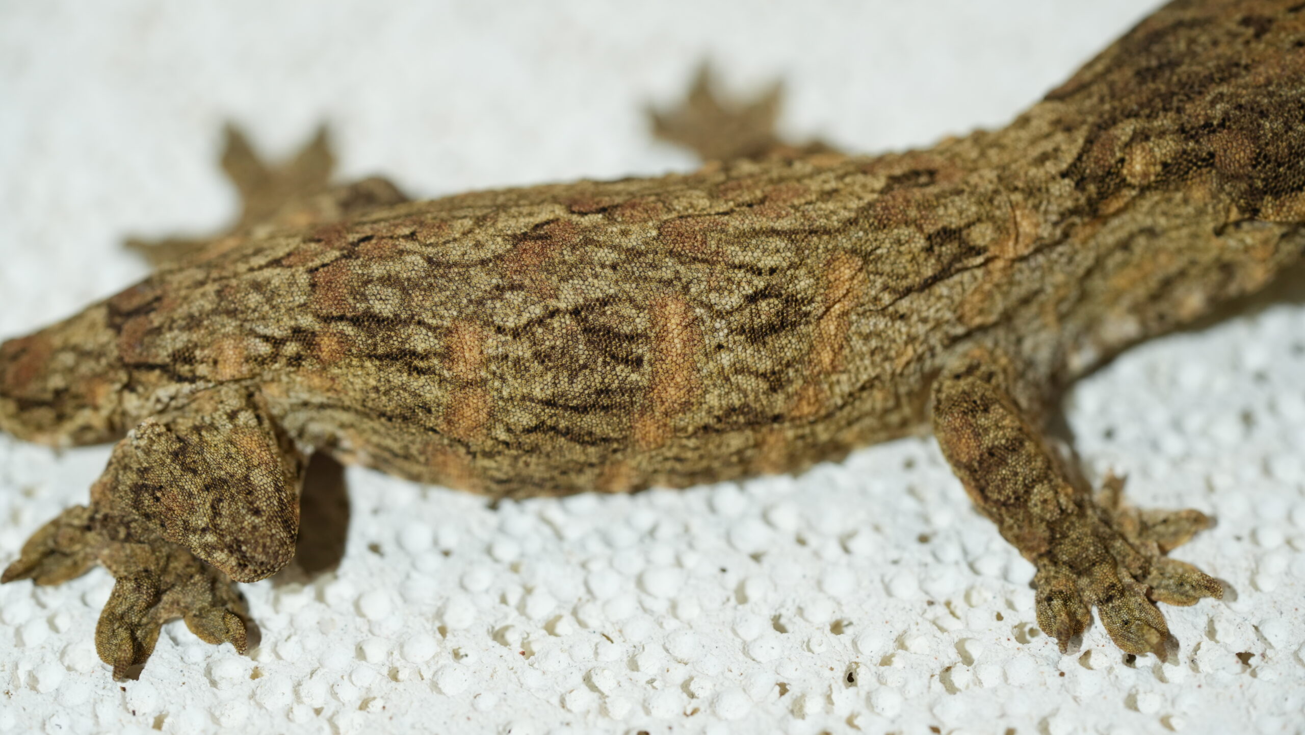 203 Redbar:圖片 10