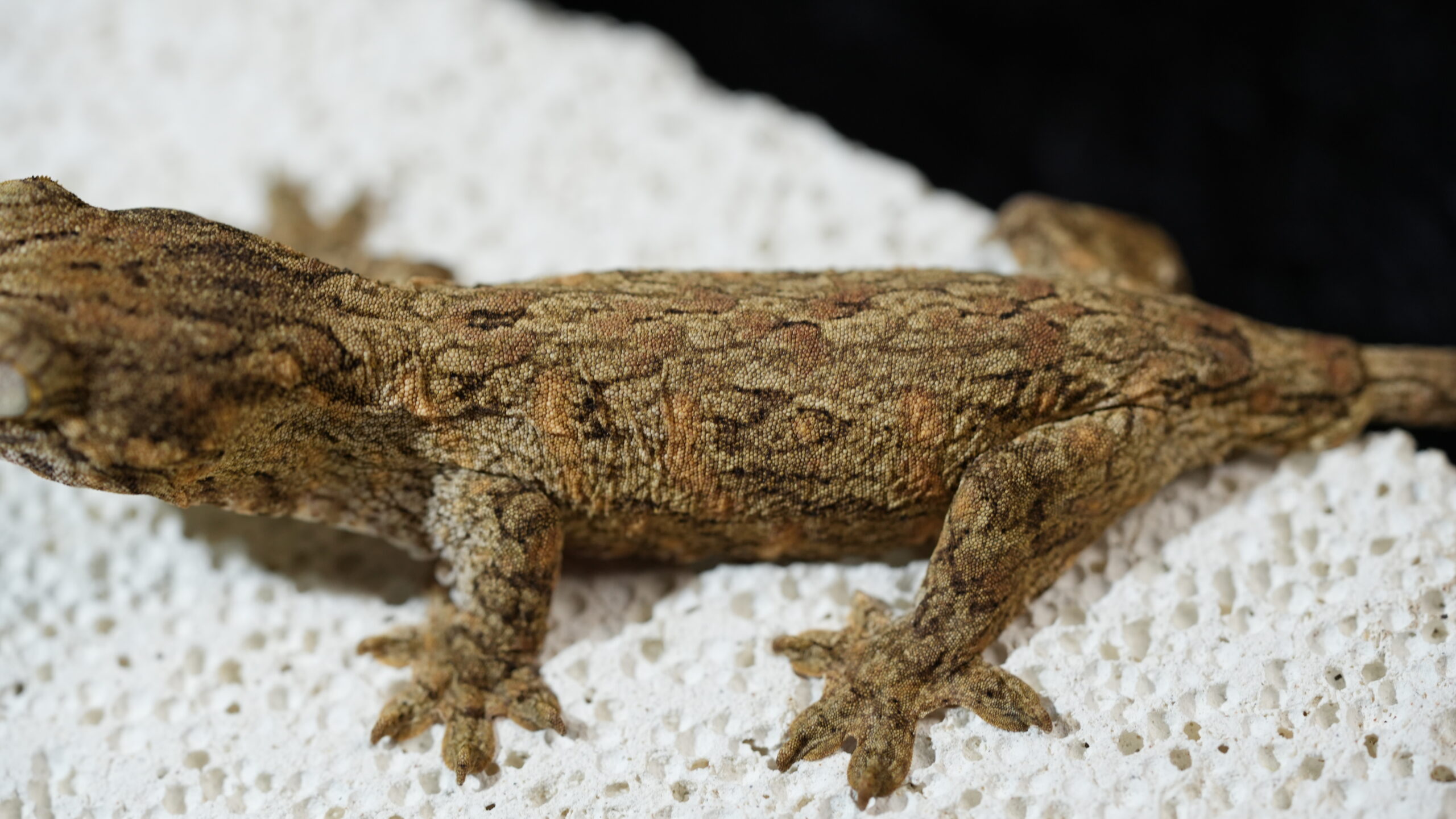 203 Redbar:圖片 11