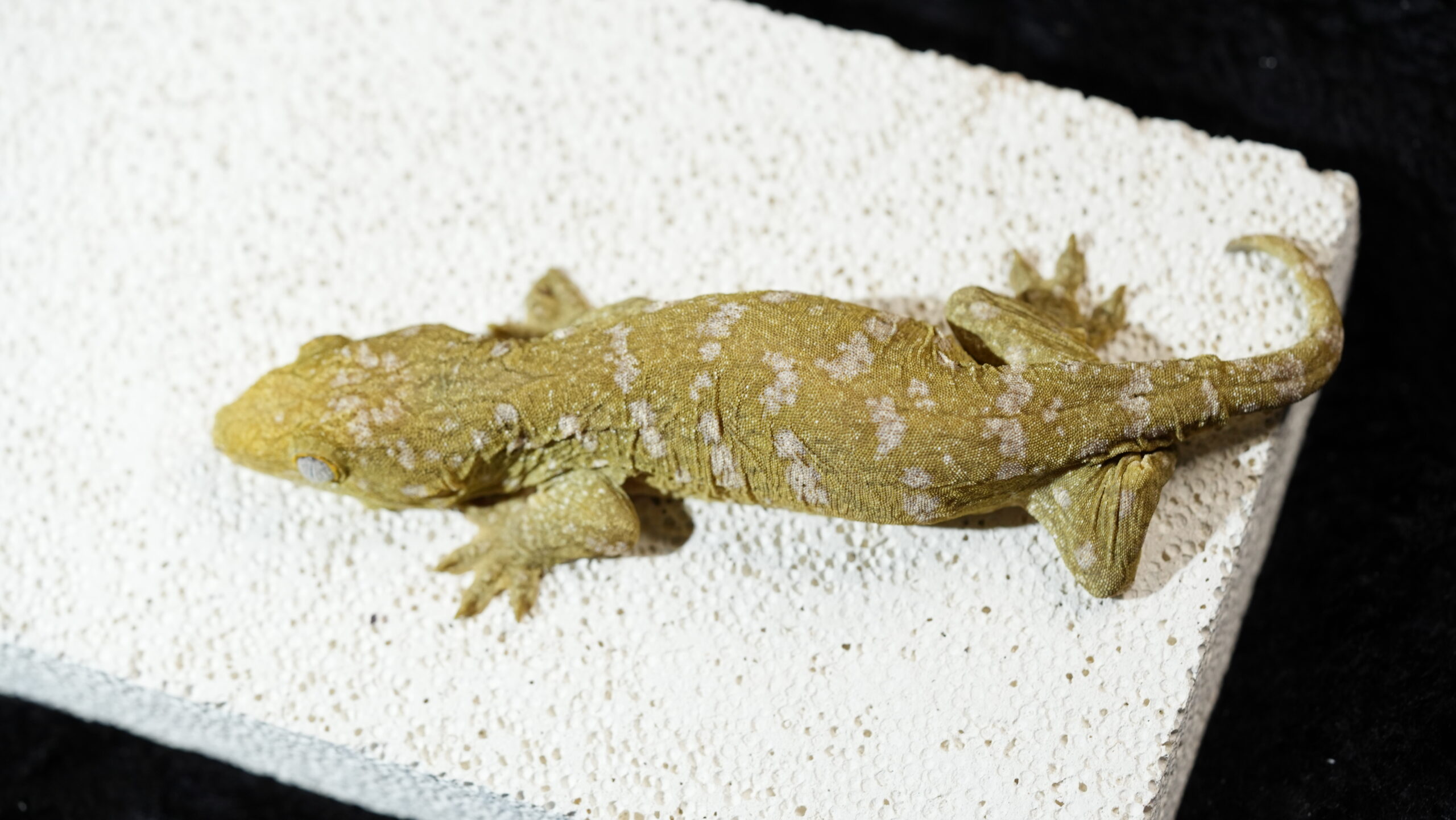 013 Pine Island:圖片 9