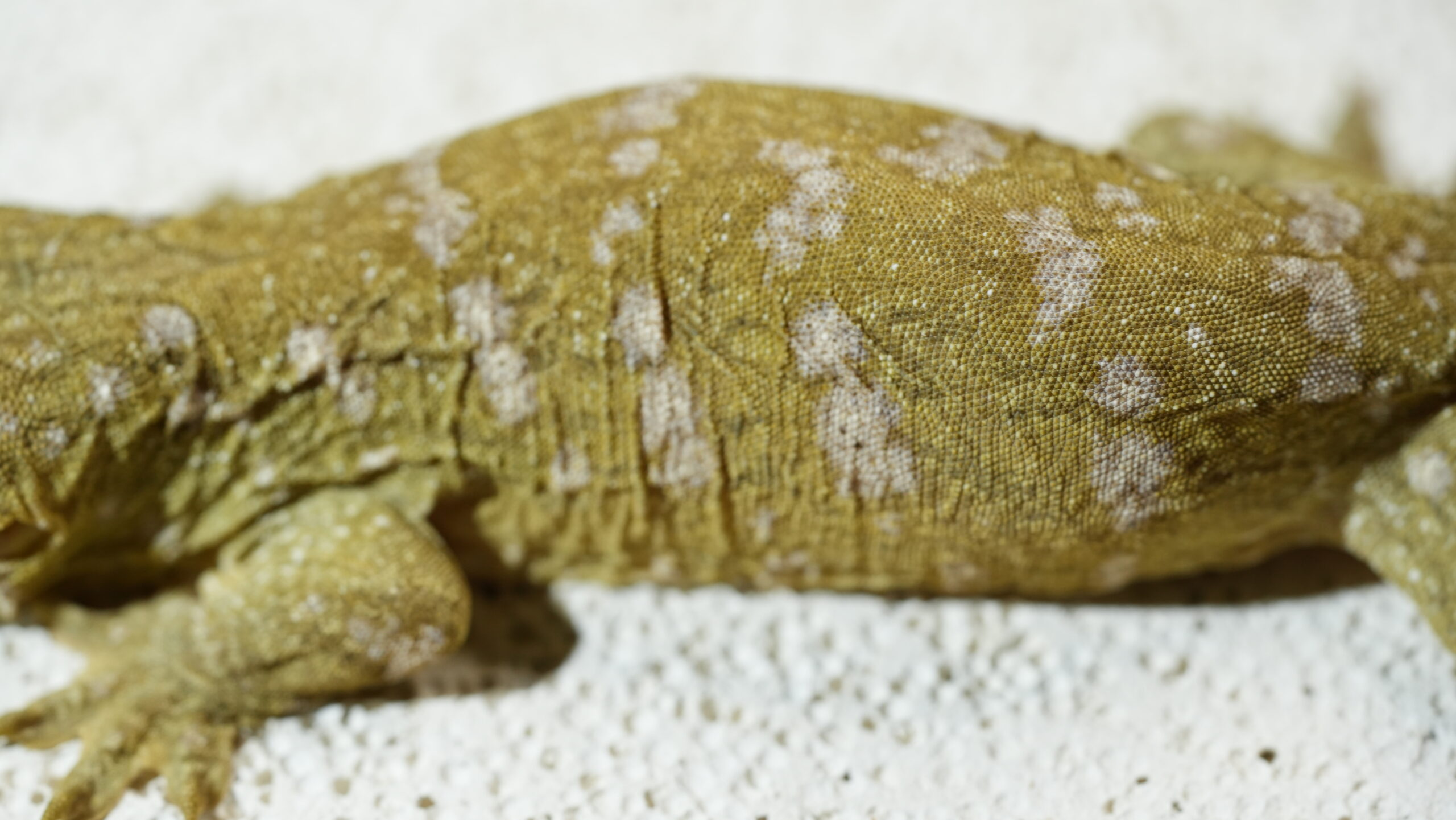 013 Pine Island:圖片 10