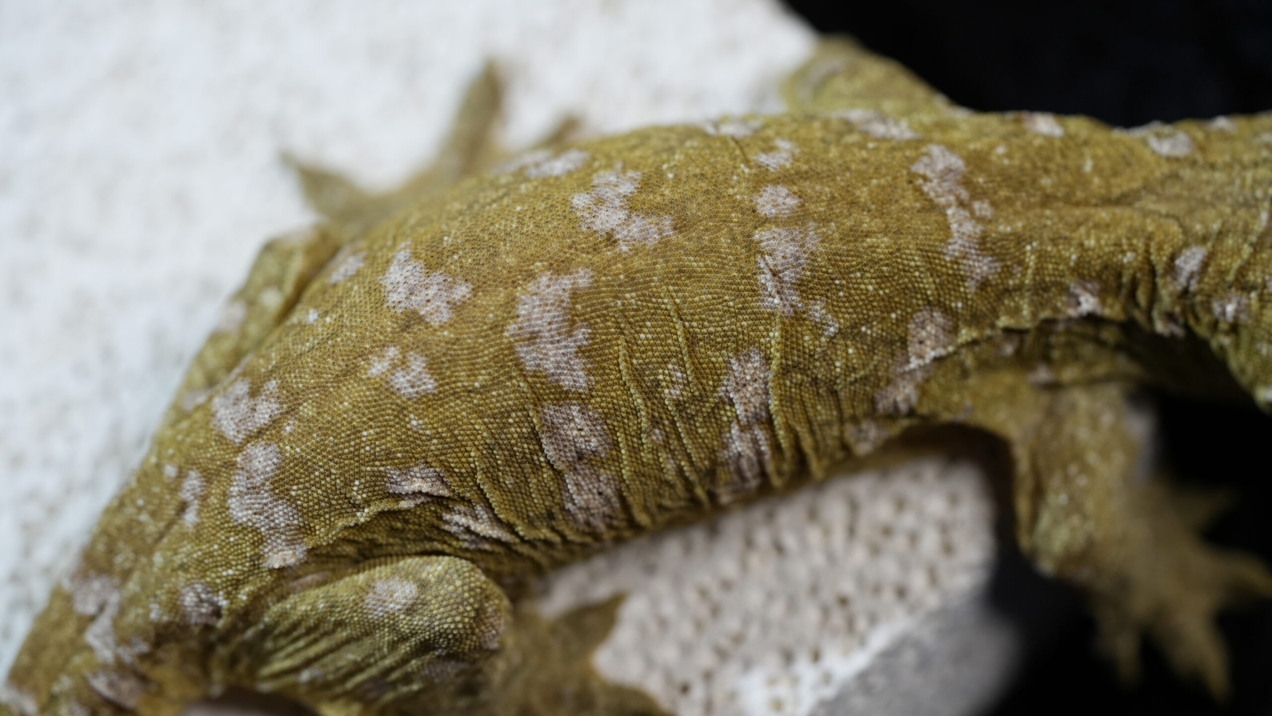 013 Pine Island:圖片 11