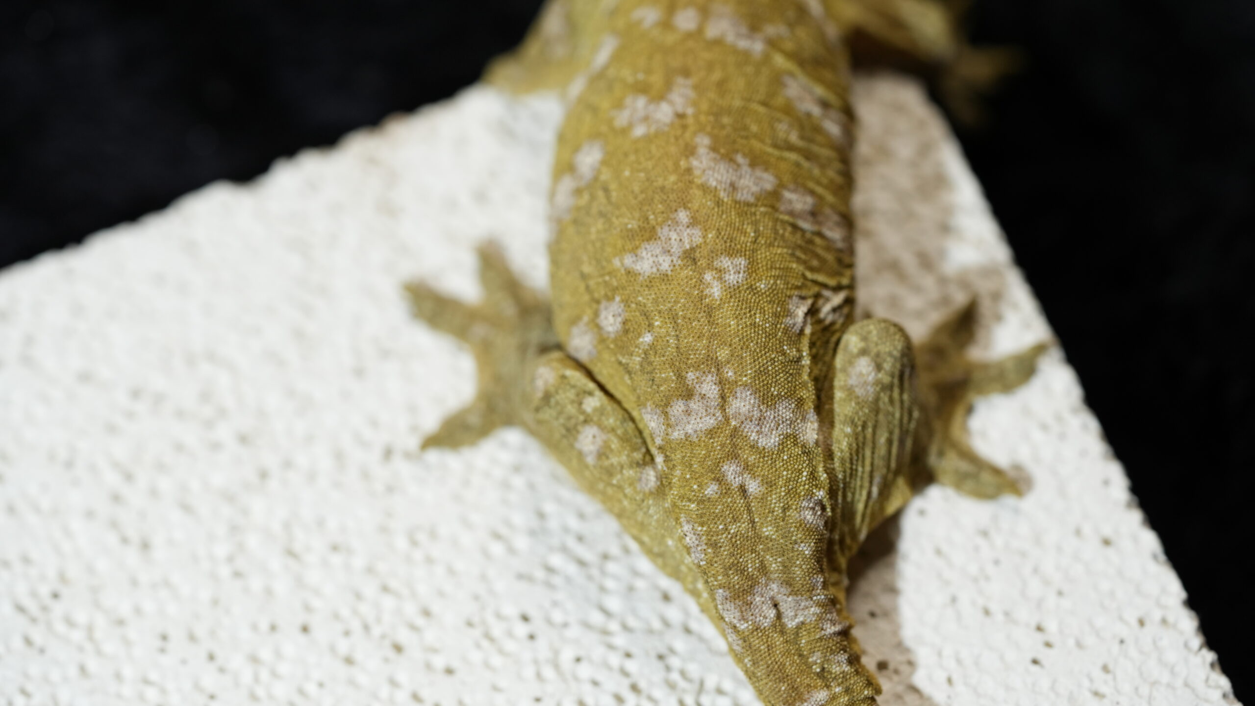 013 Pine Island:圖片 12