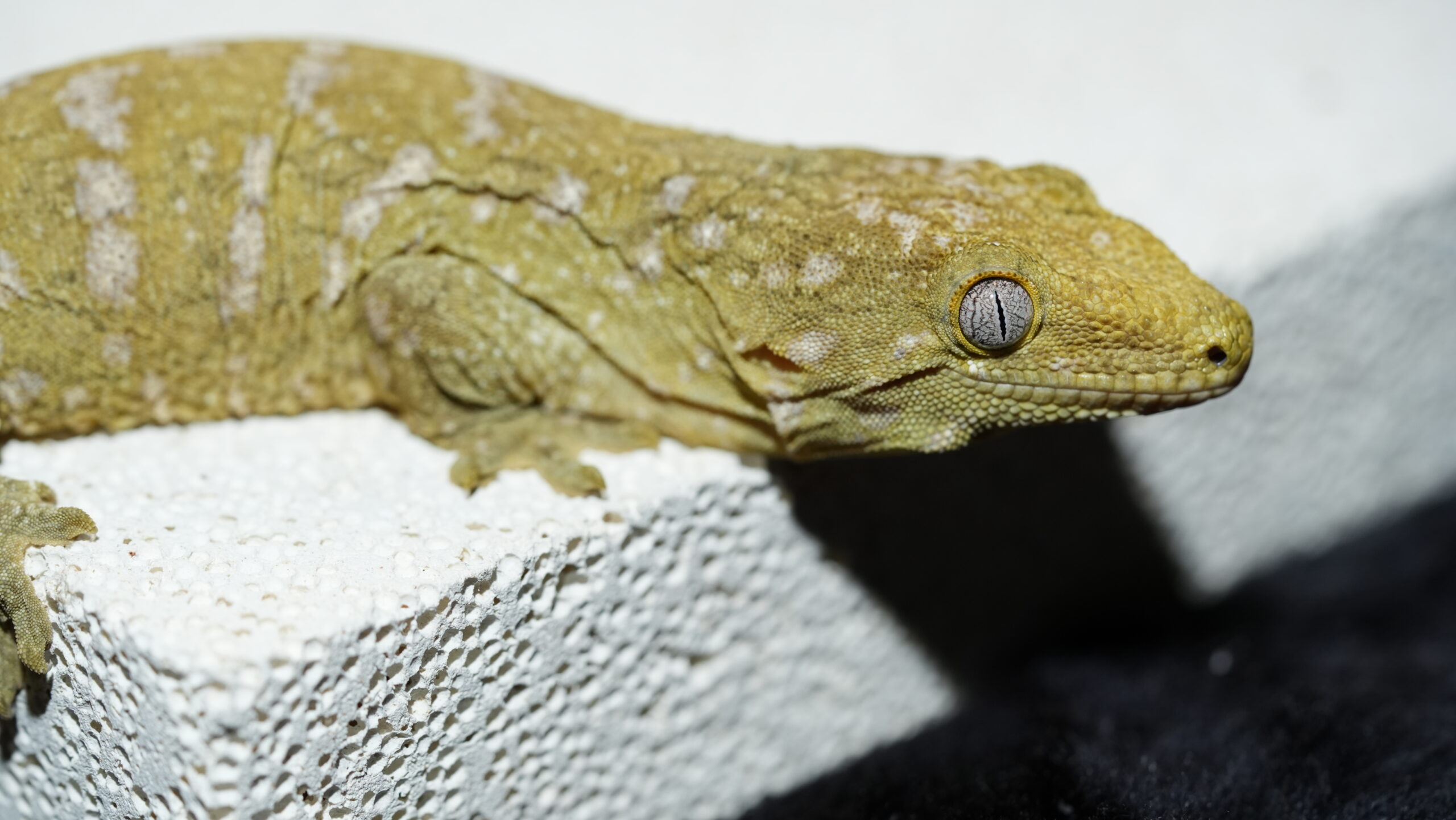 013 Pine Island:圖片 13