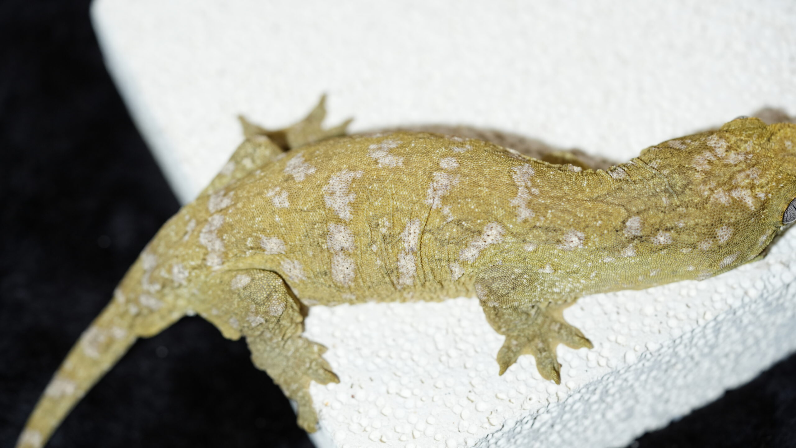 013 Pine Island:圖片 14