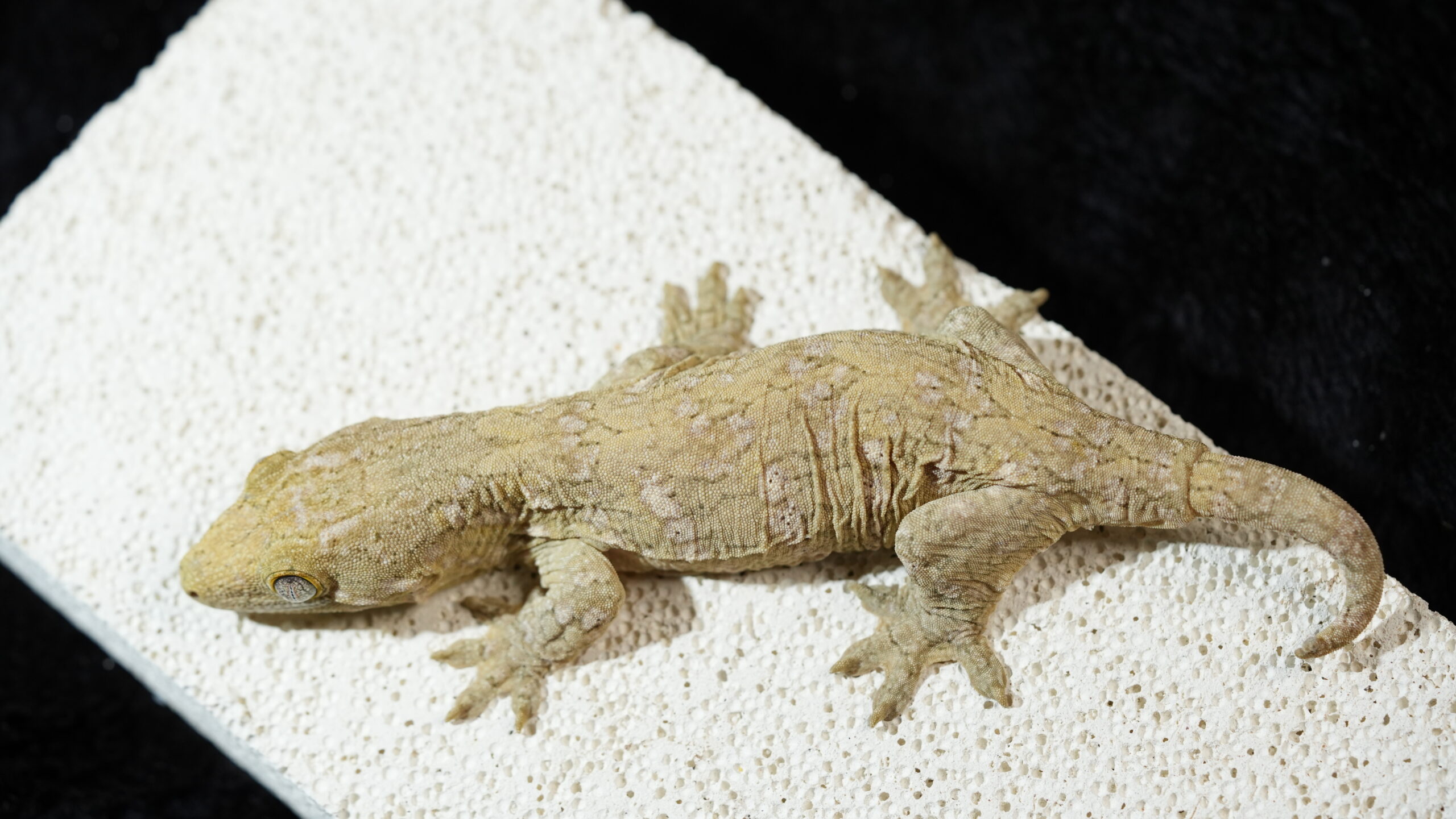 004 Nuu Ami:圖片 10