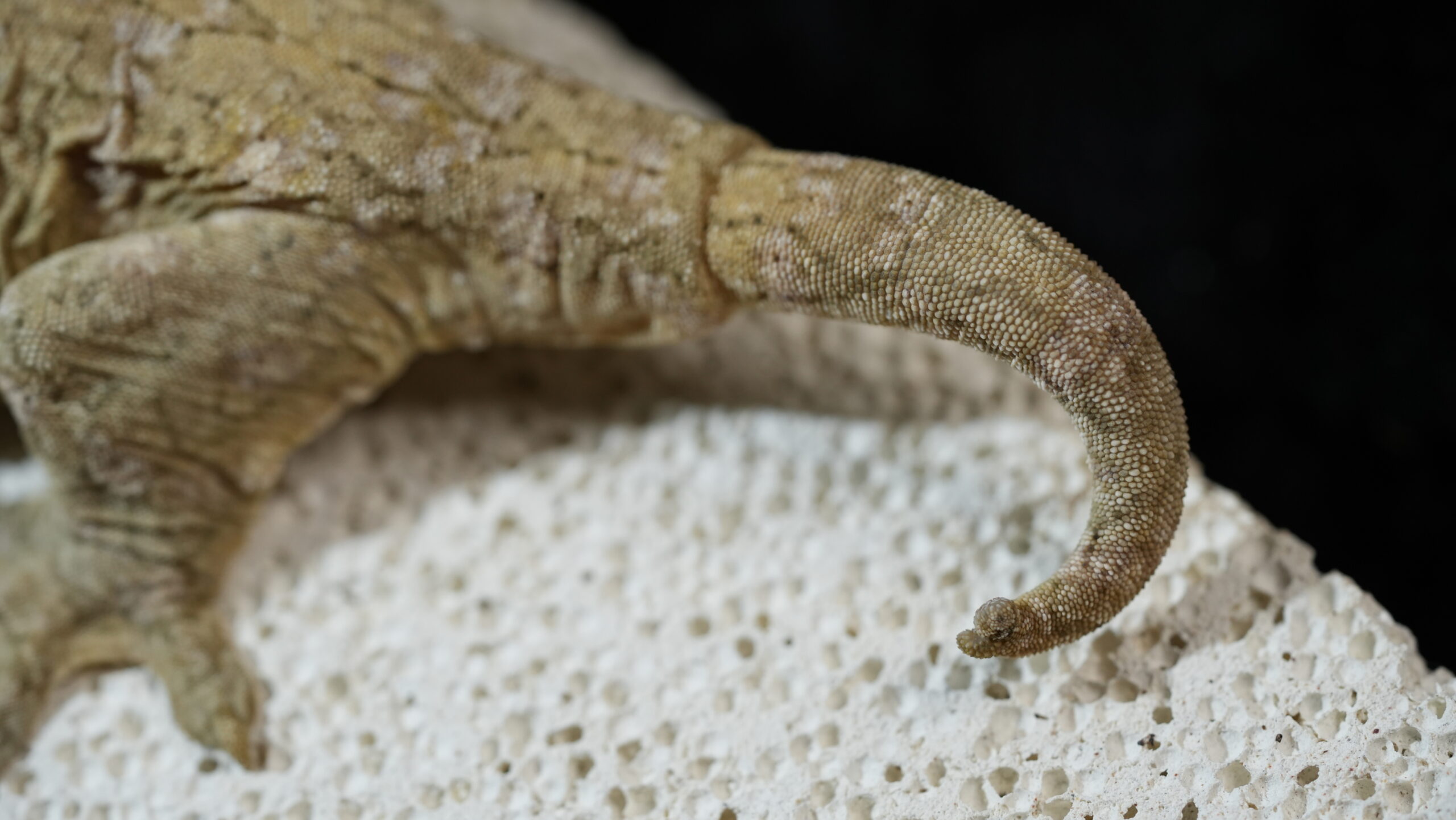 004 Nuu Ami:圖片 12