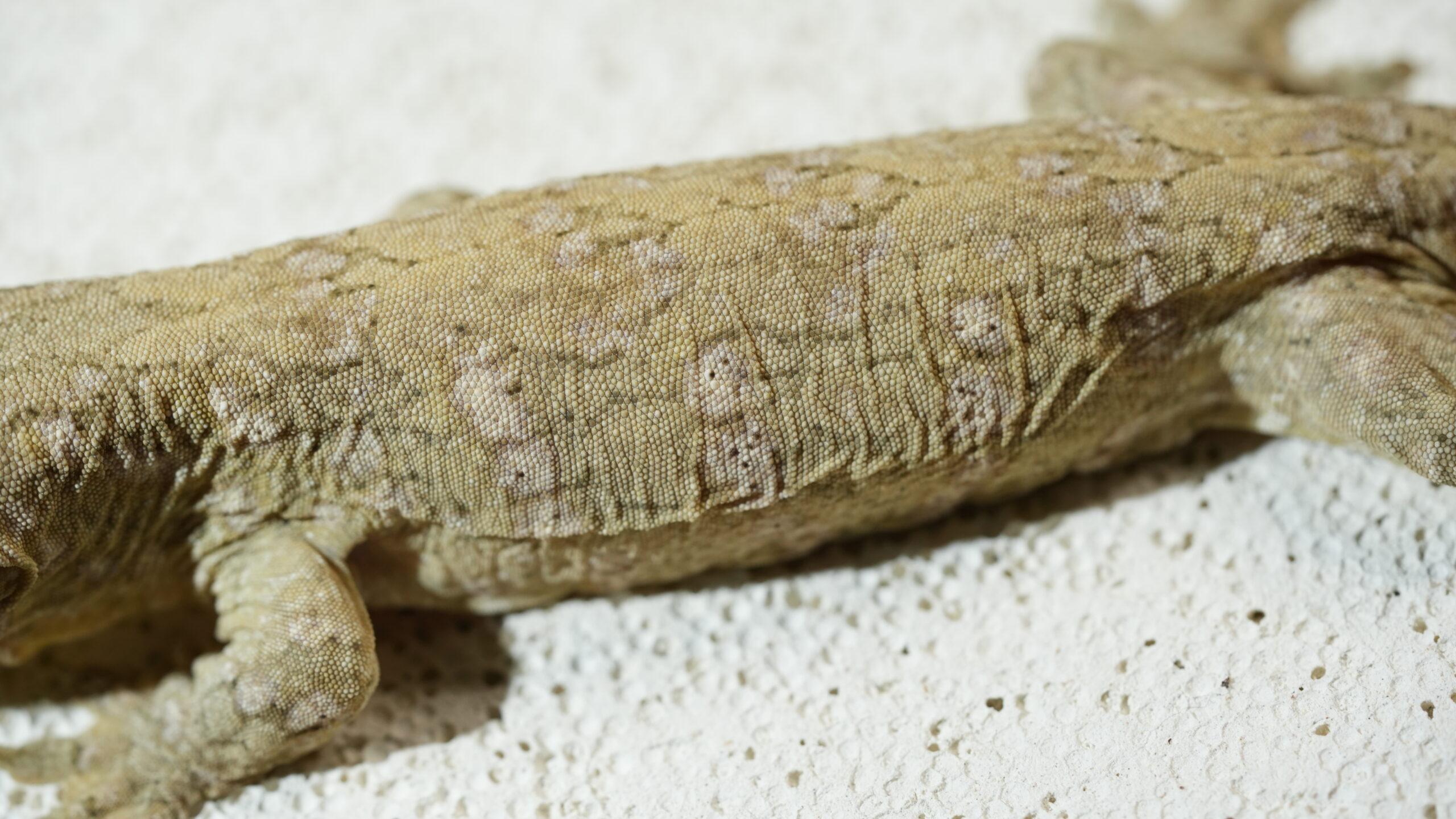 004 Nuu Ami:圖片 13