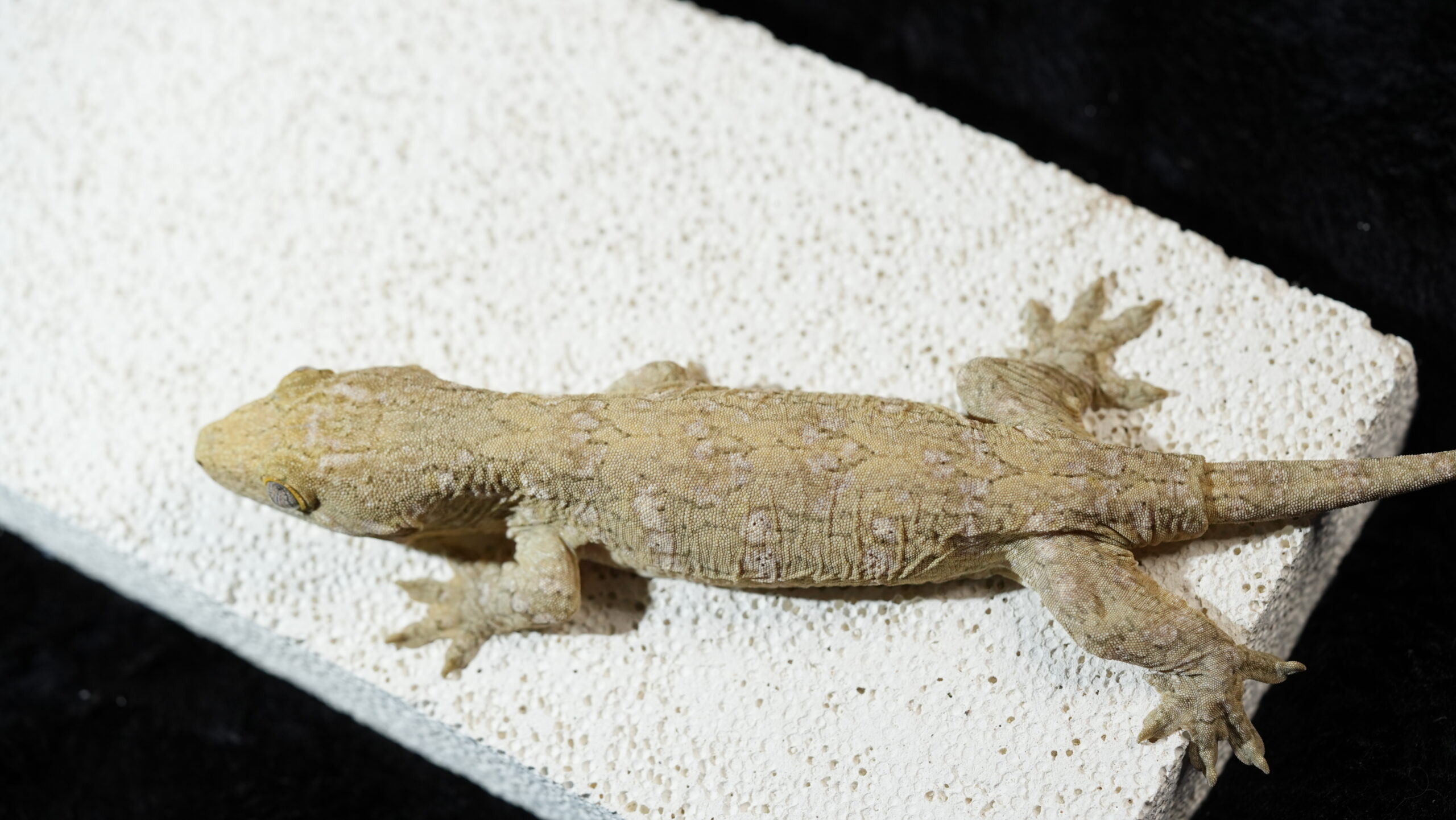 004 Nuu Ami:圖片 14