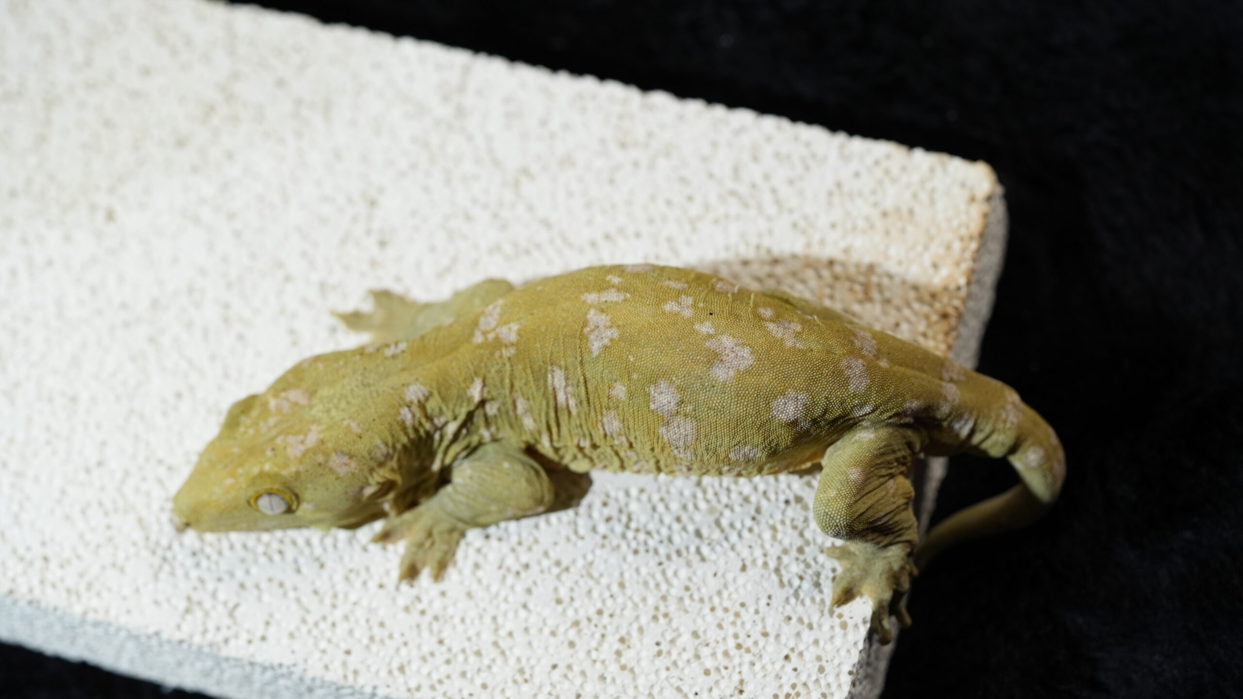 006 Pine Island:圖片 8