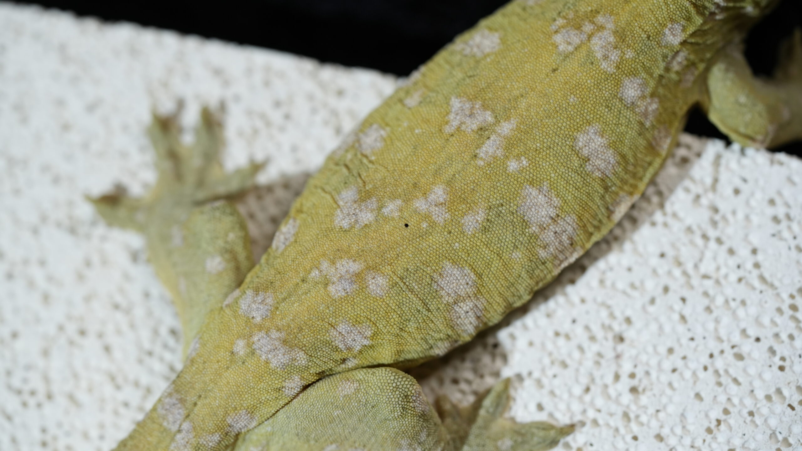 006 Pine Island:圖片 9