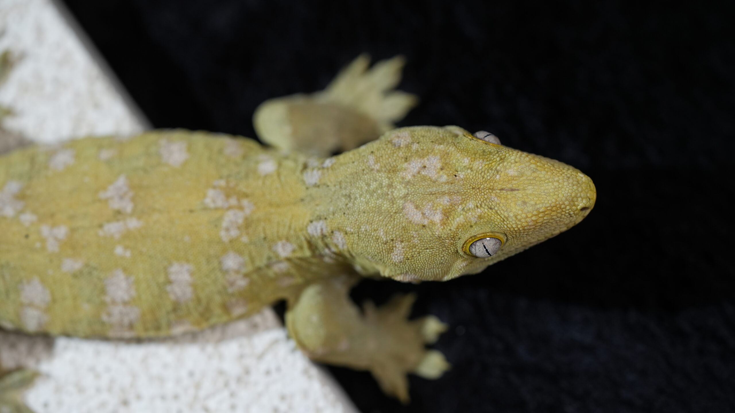 006 Pine Island:圖片 12