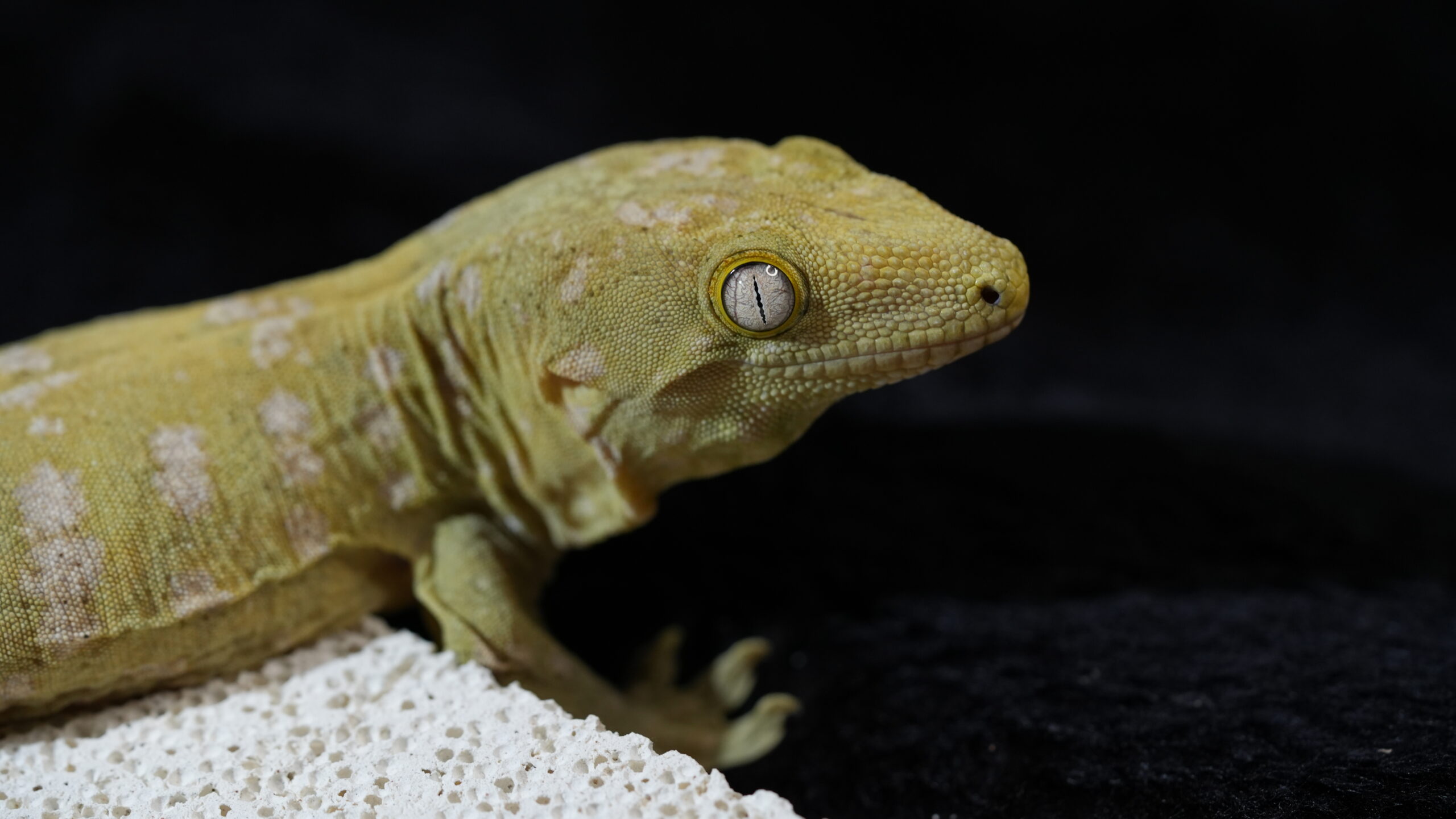 006 Pine Island:圖片 13