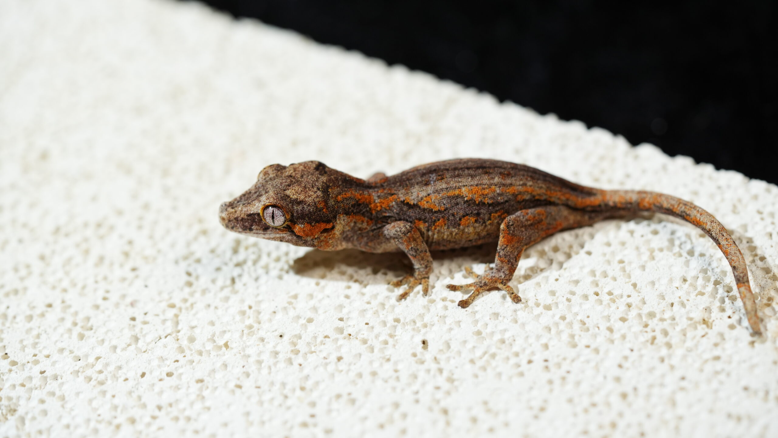 004 Gargoyle:圖片 3