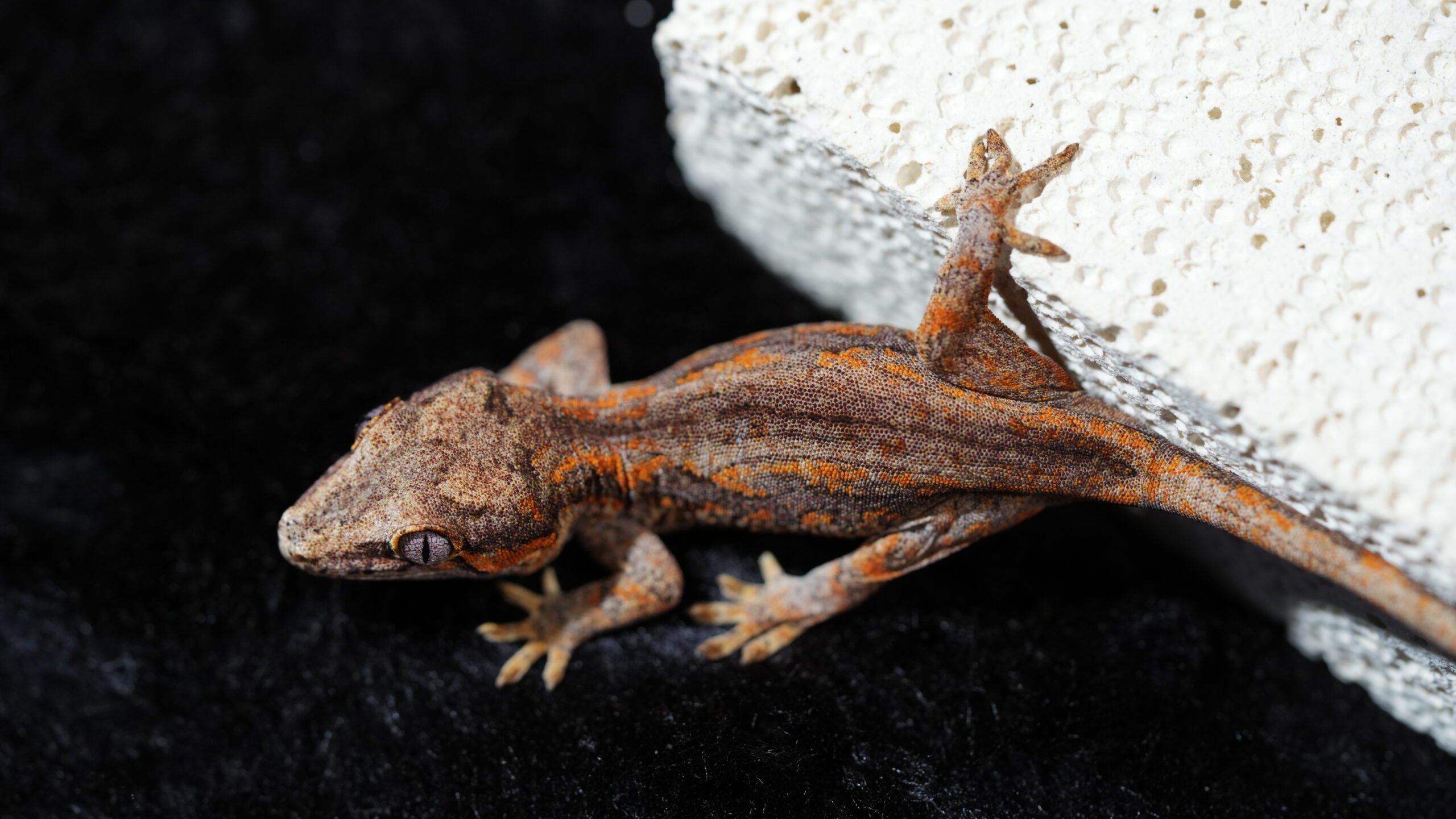 004 Gargoyle:圖片 2