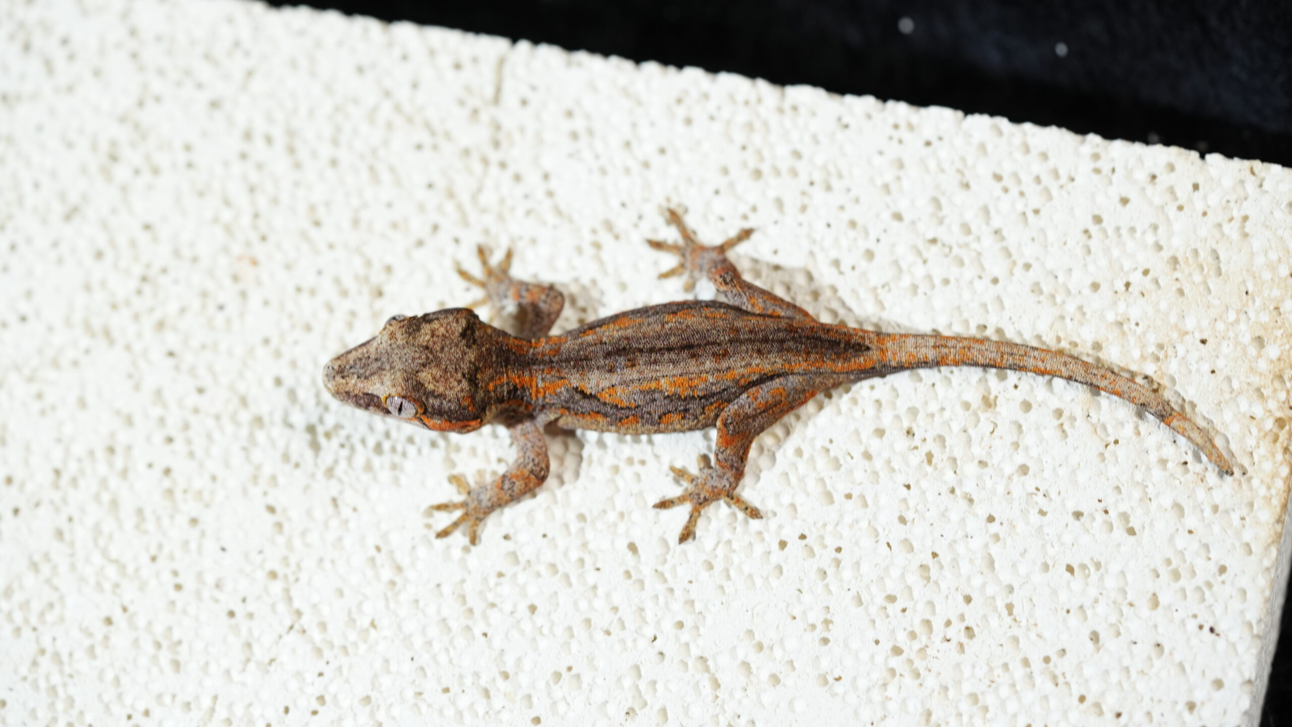 004 Gargoyle:圖片 4