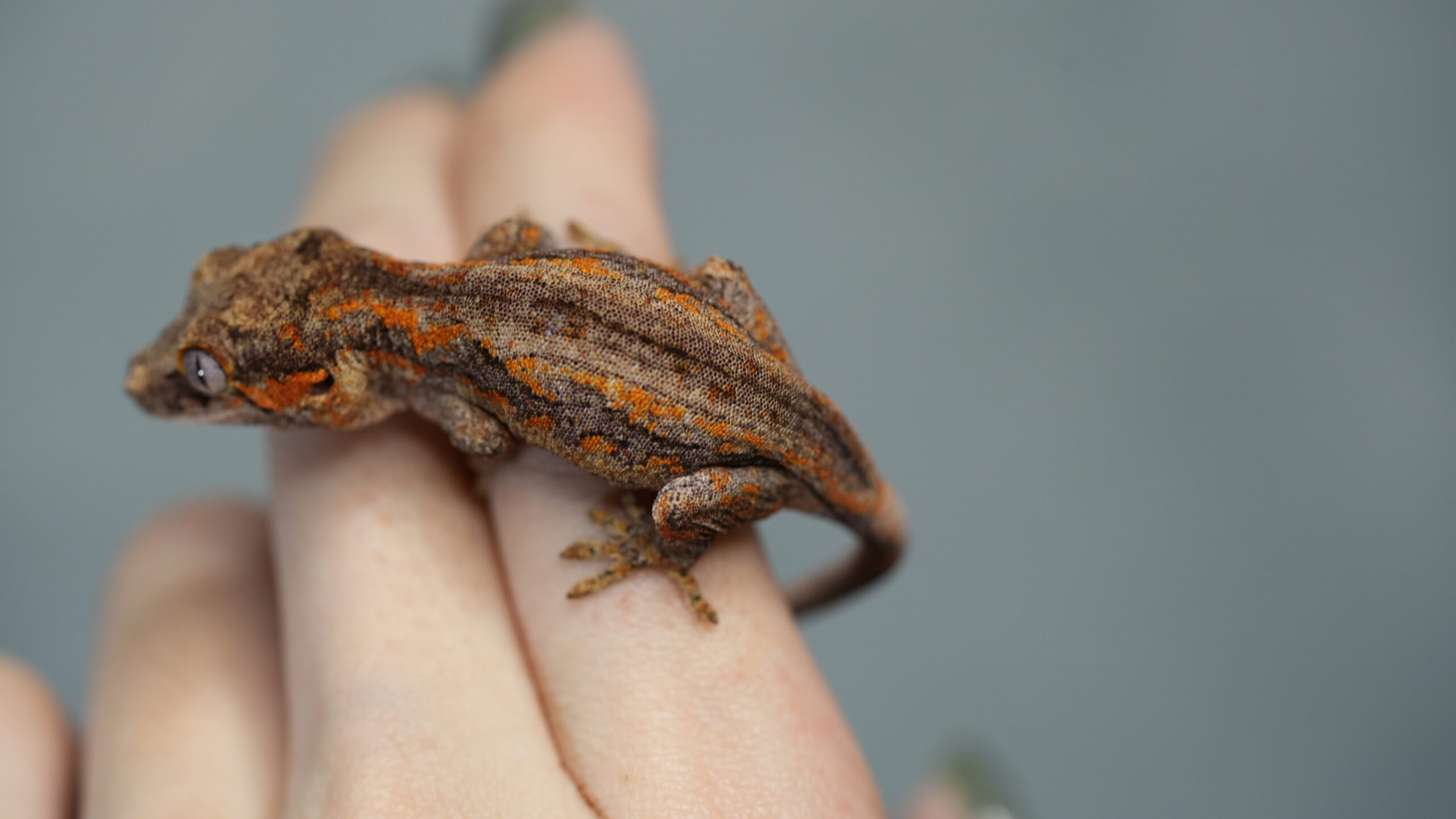 004 Gargoyle:圖片 5