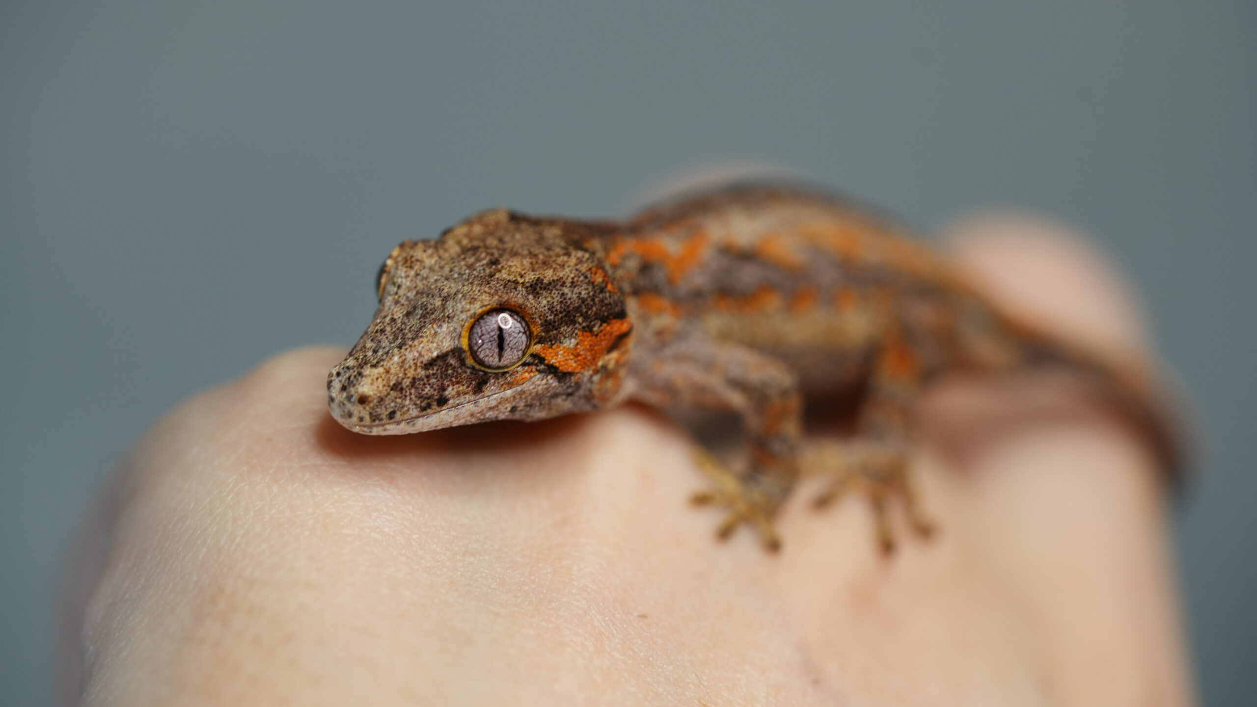 004 Gargoyle:圖片 6