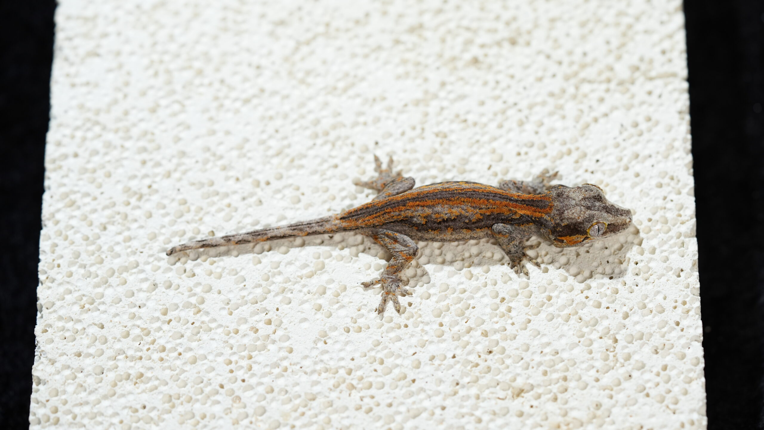 007 Gargoyle:圖片 2