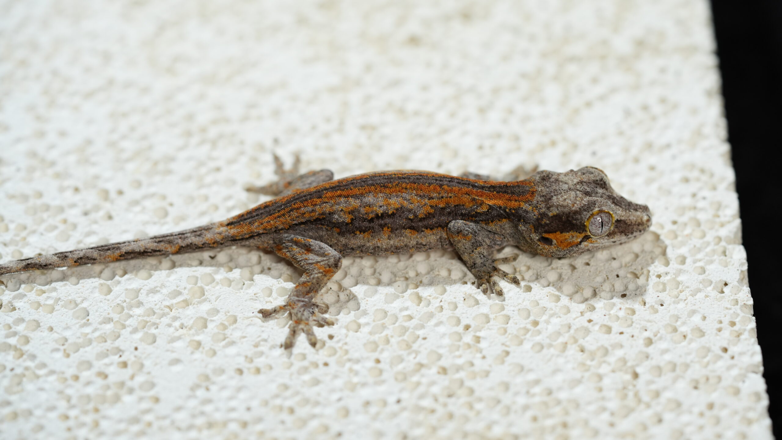 007 Gargoyle:圖片 3