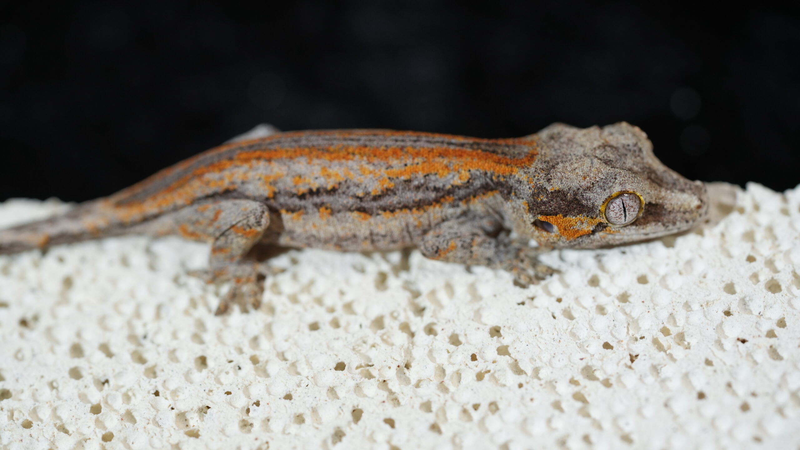 007 Gargoyle:圖片 4