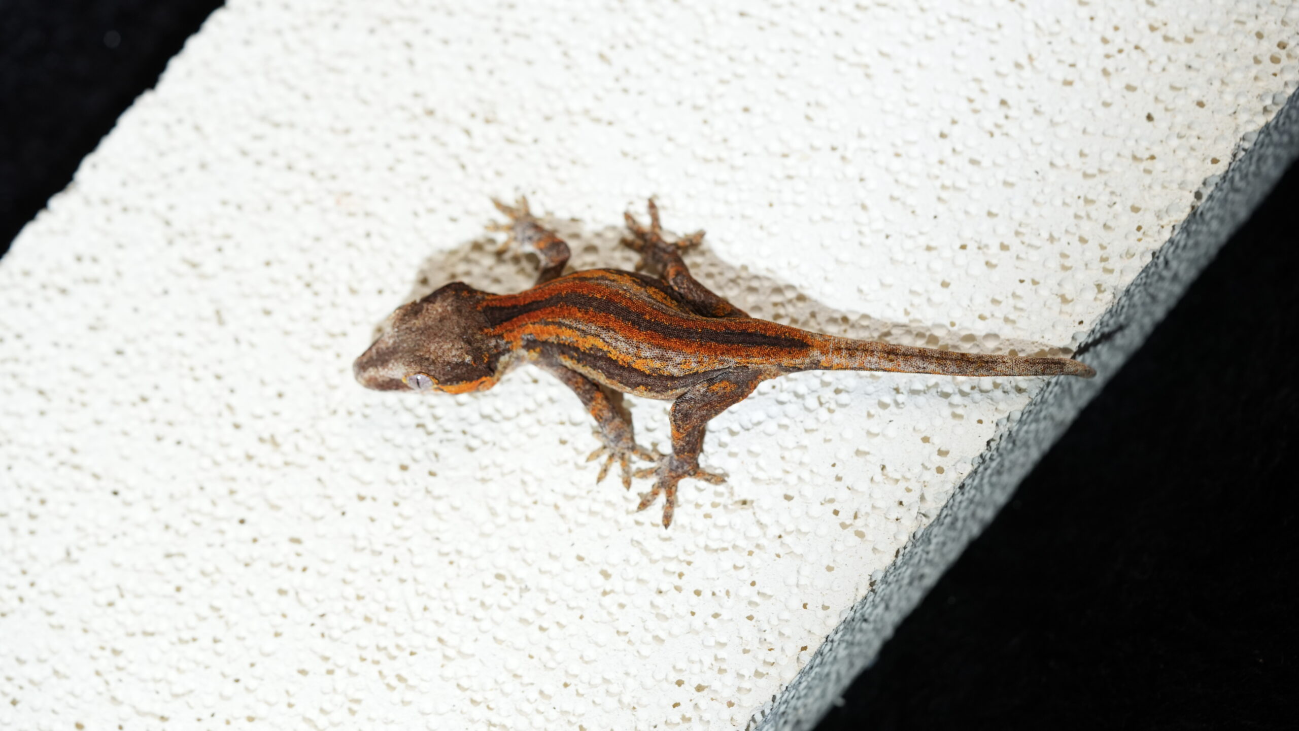 005 Gargoyle:圖片 2