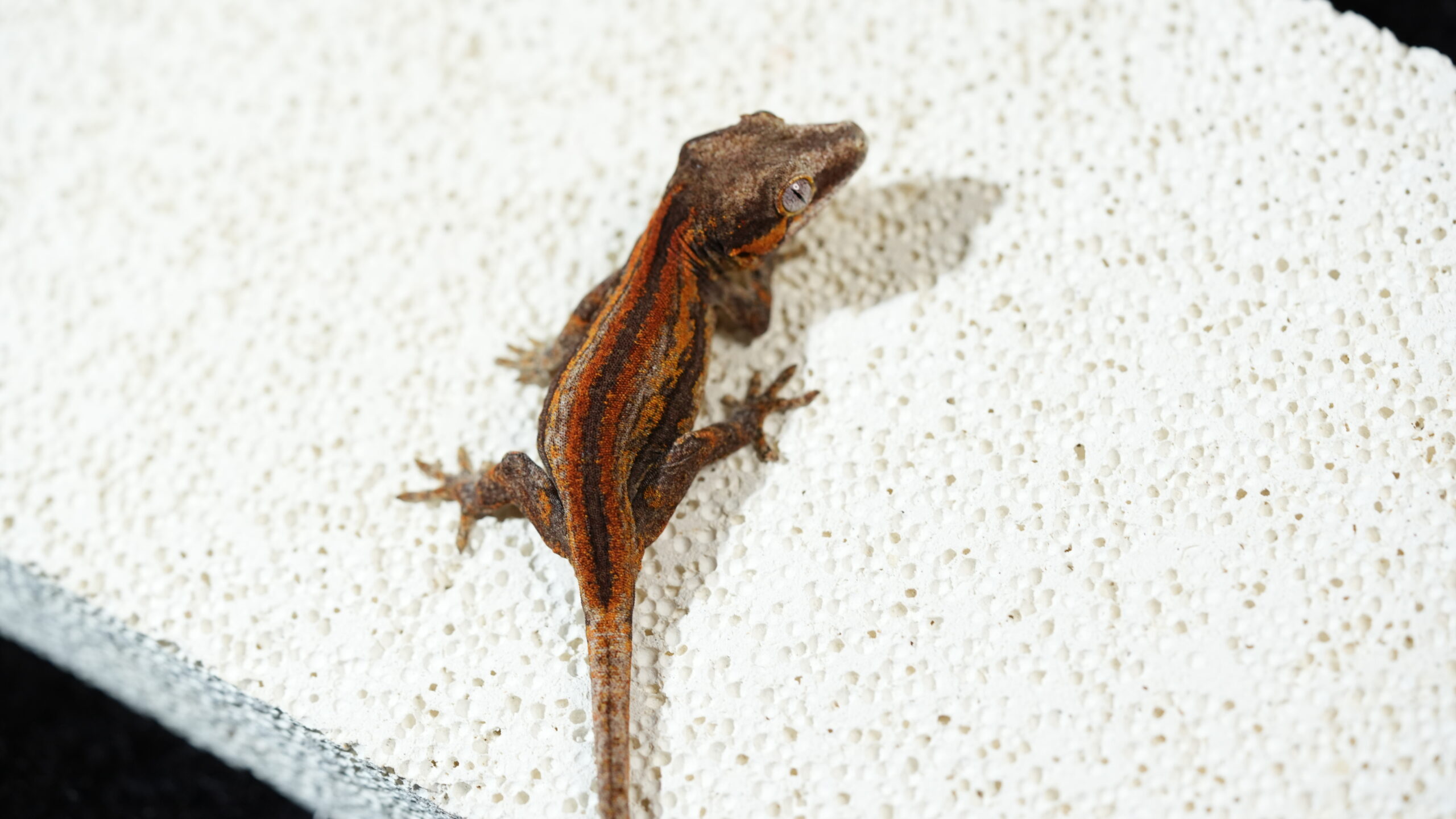 005 Gargoyle:圖片 3