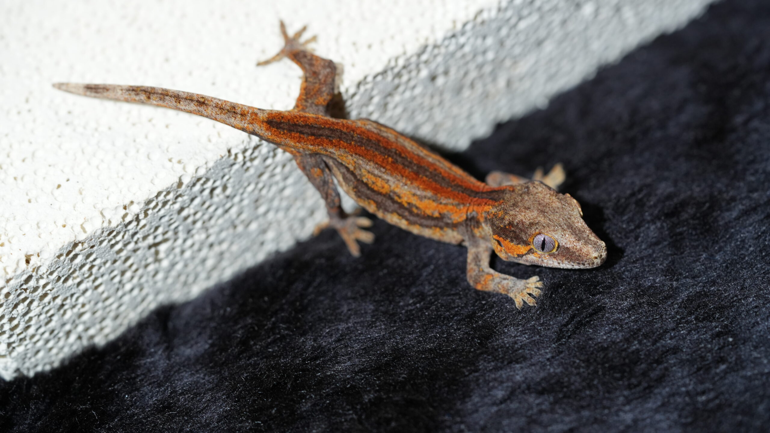 005 Gargoyle:圖片 4