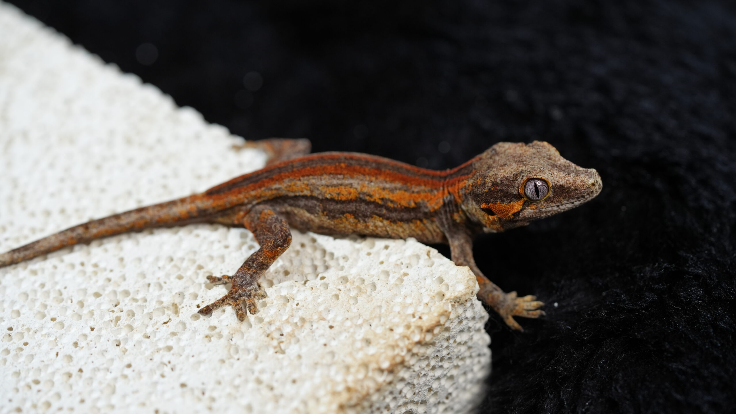 005 Gargoyle:圖片 5