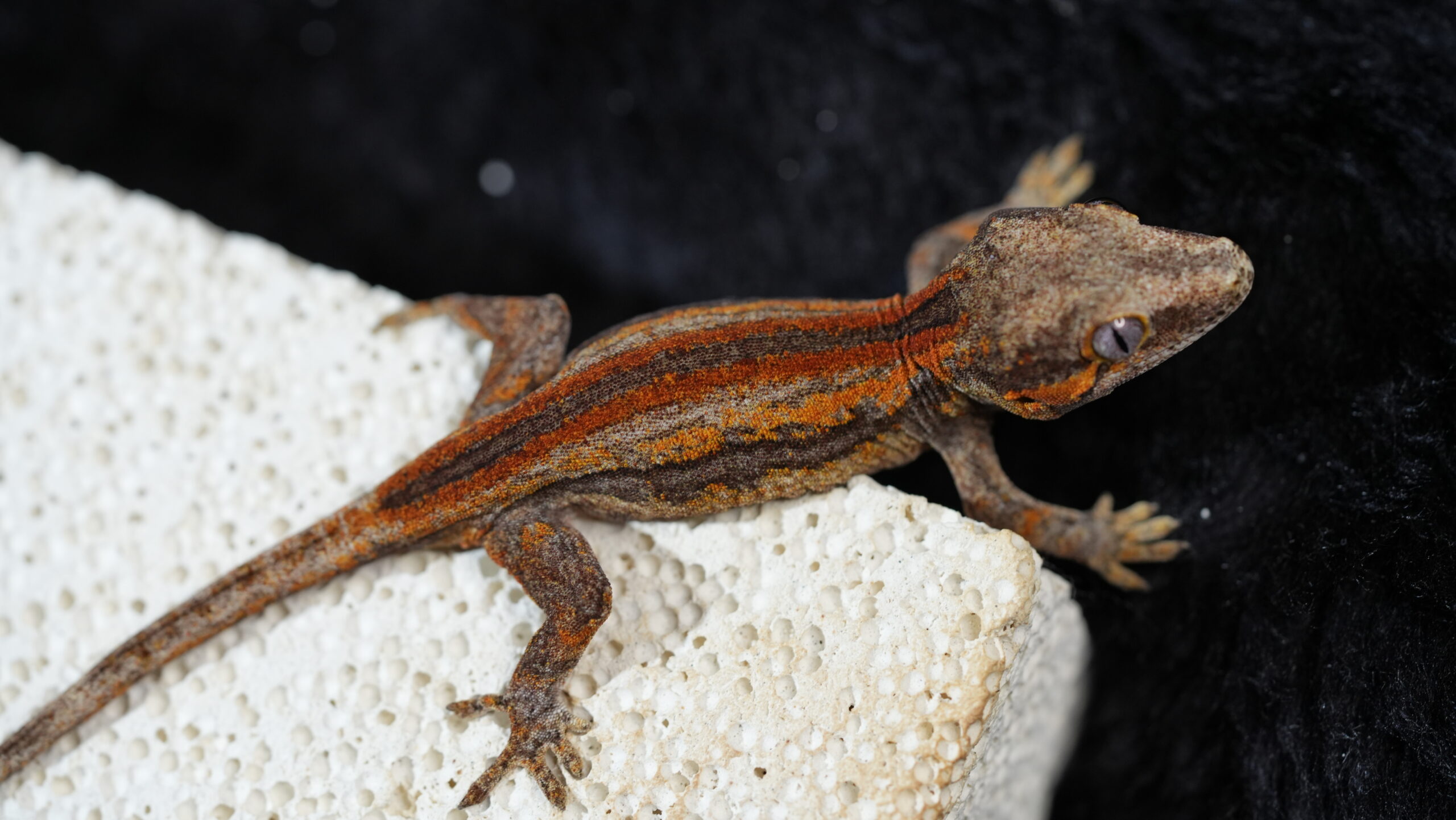 005 Gargoyle:圖片 6