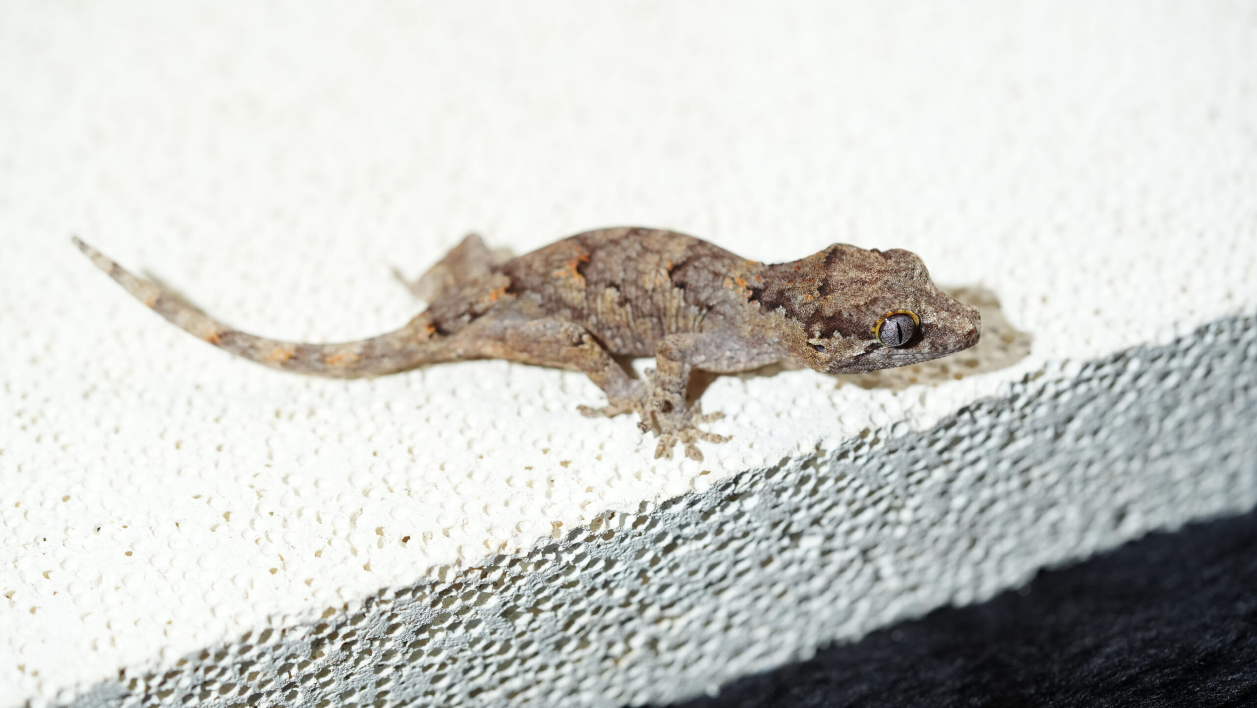 008 Gargoyle:圖片 2