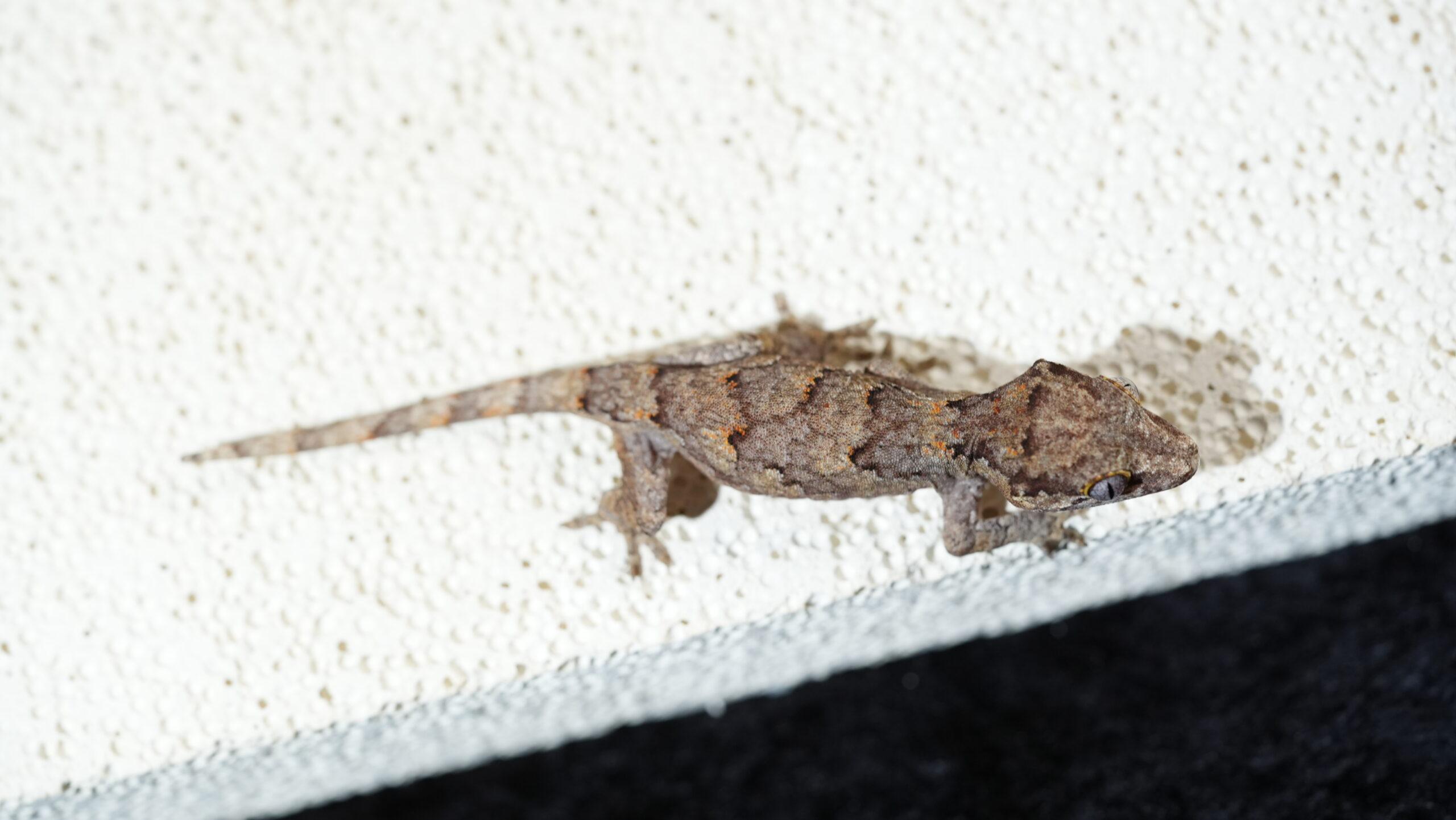 008 Gargoyle:圖片 4