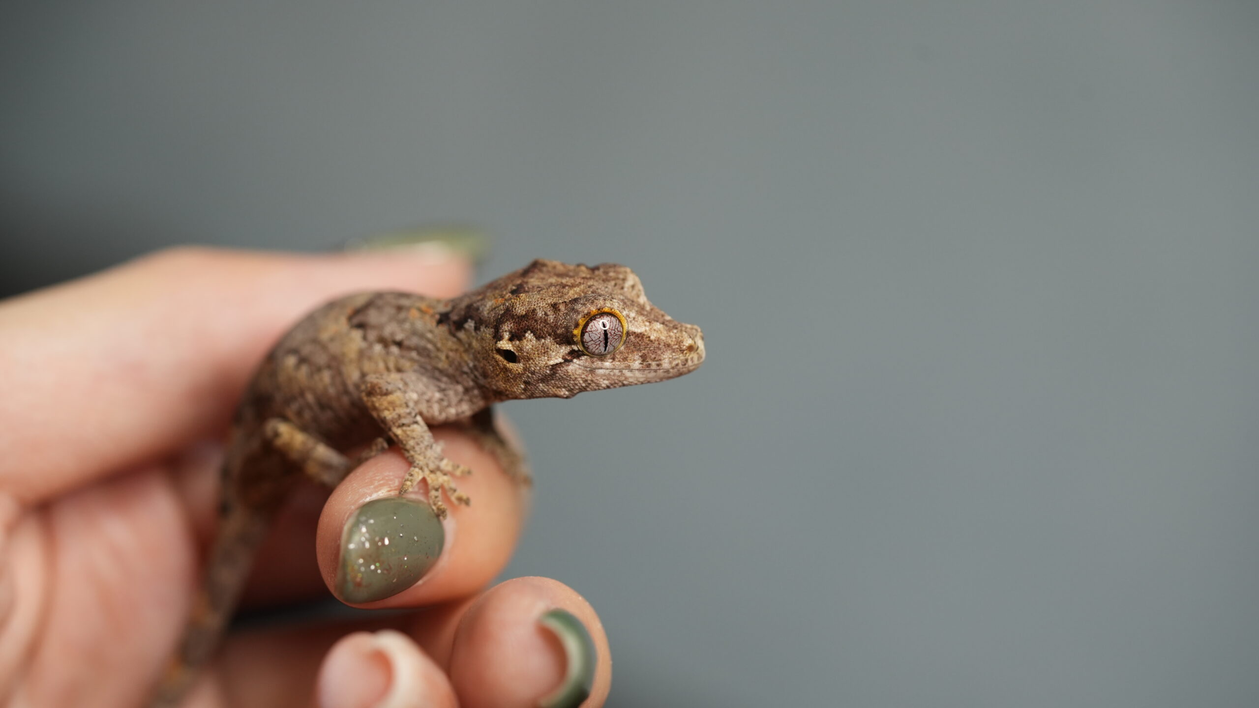 008 Gargoyle:圖片 5