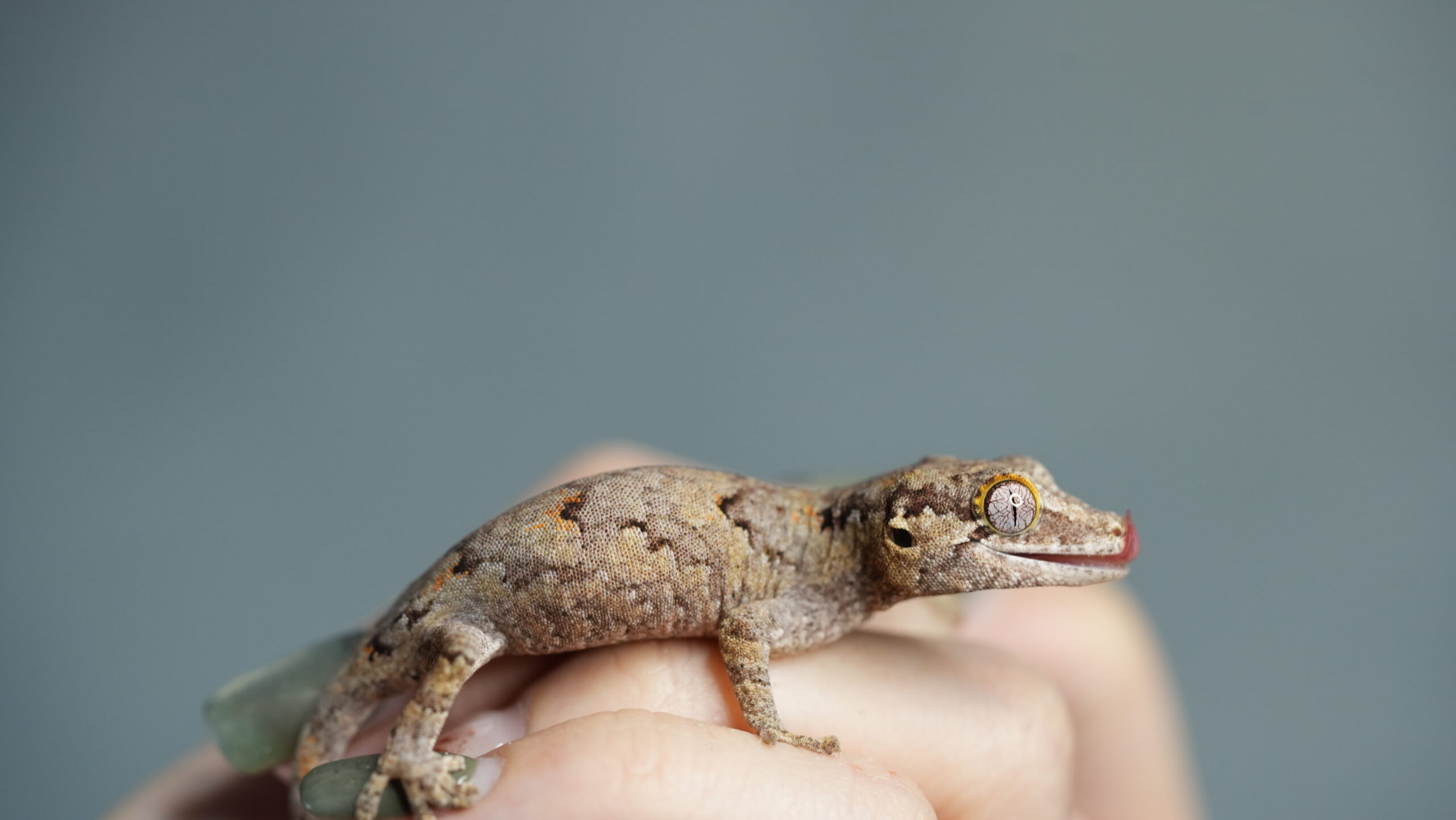 008 Gargoyle:圖片 6