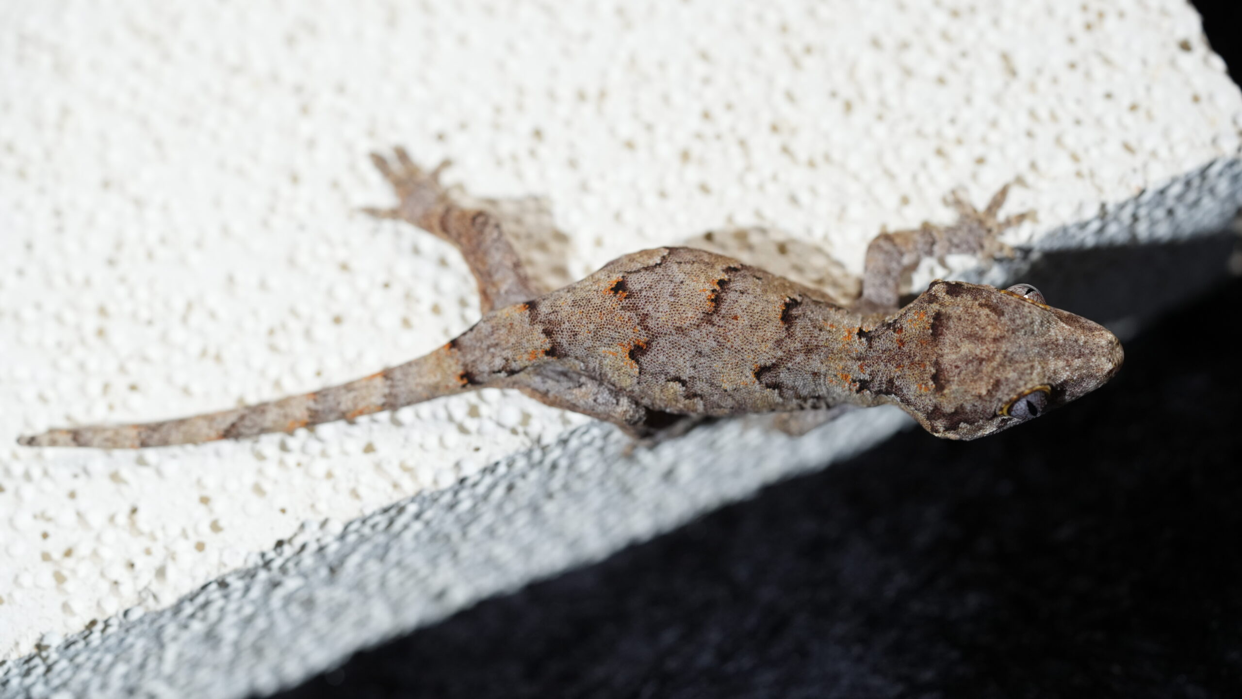 008 Gargoyle:圖片 3