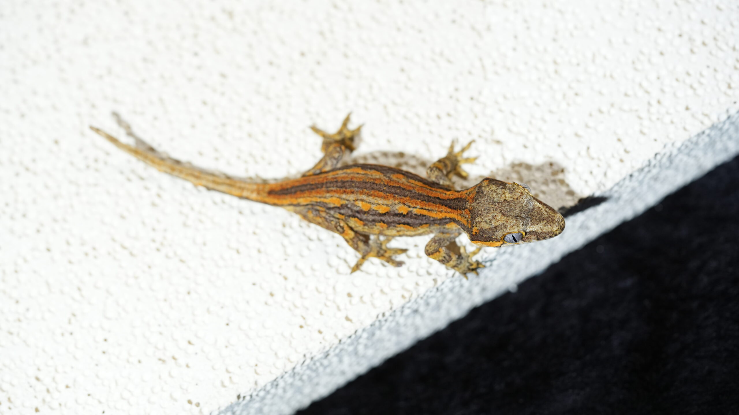 009 Gargoyle:圖片 3