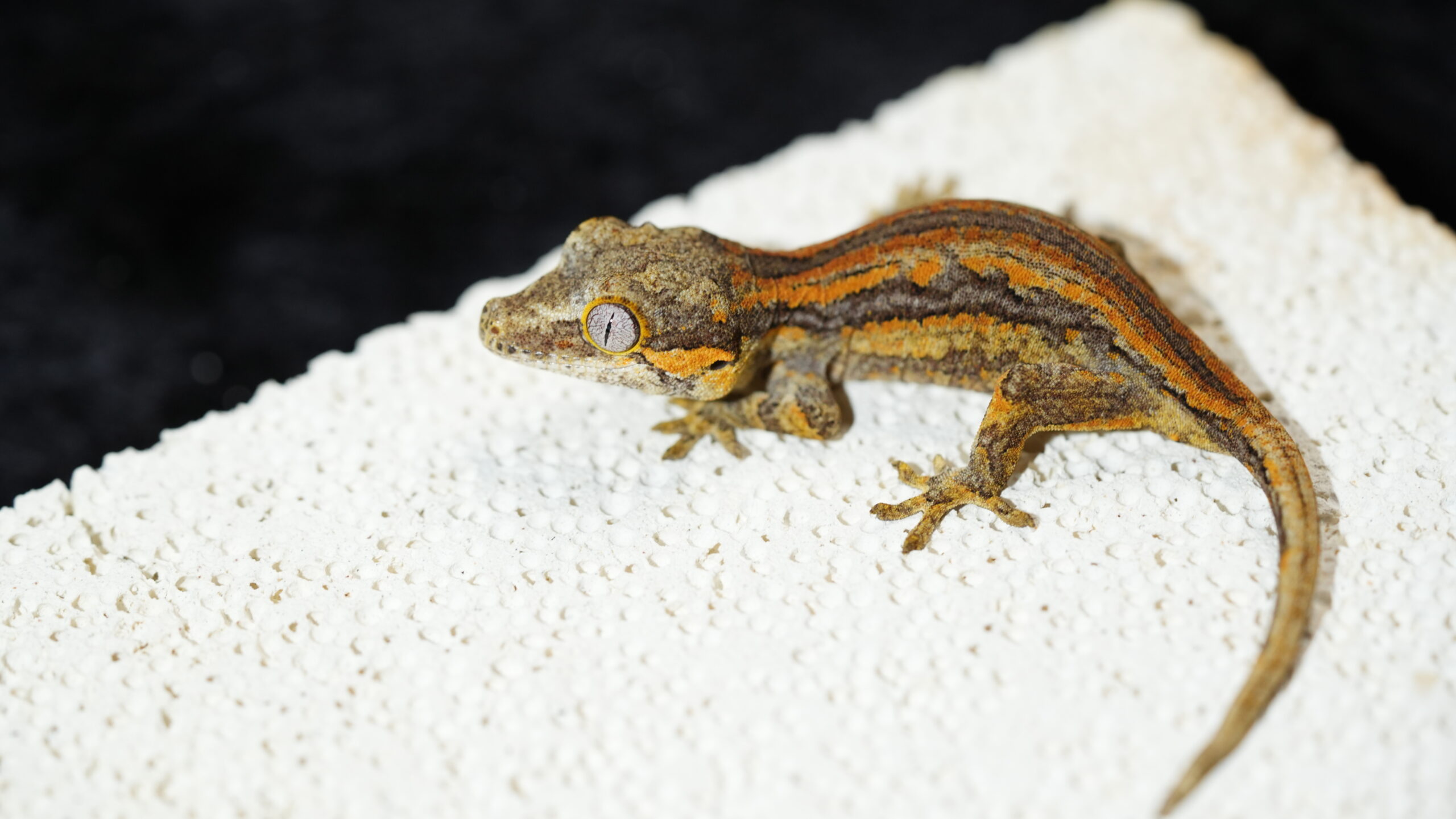 009 Gargoyle:圖片 4