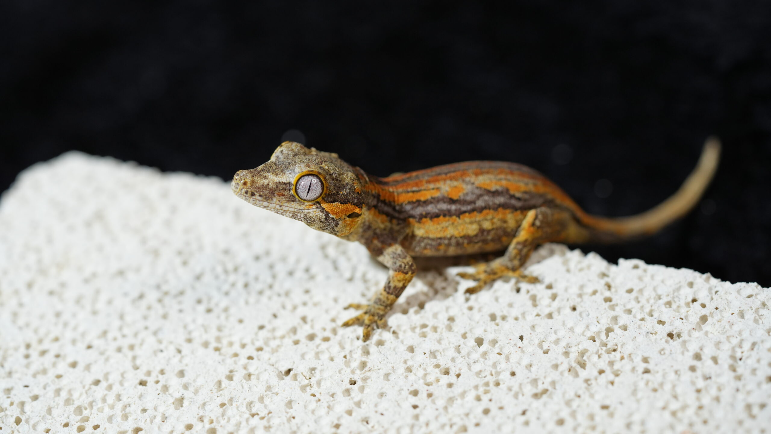 009 Gargoyle:圖片 5