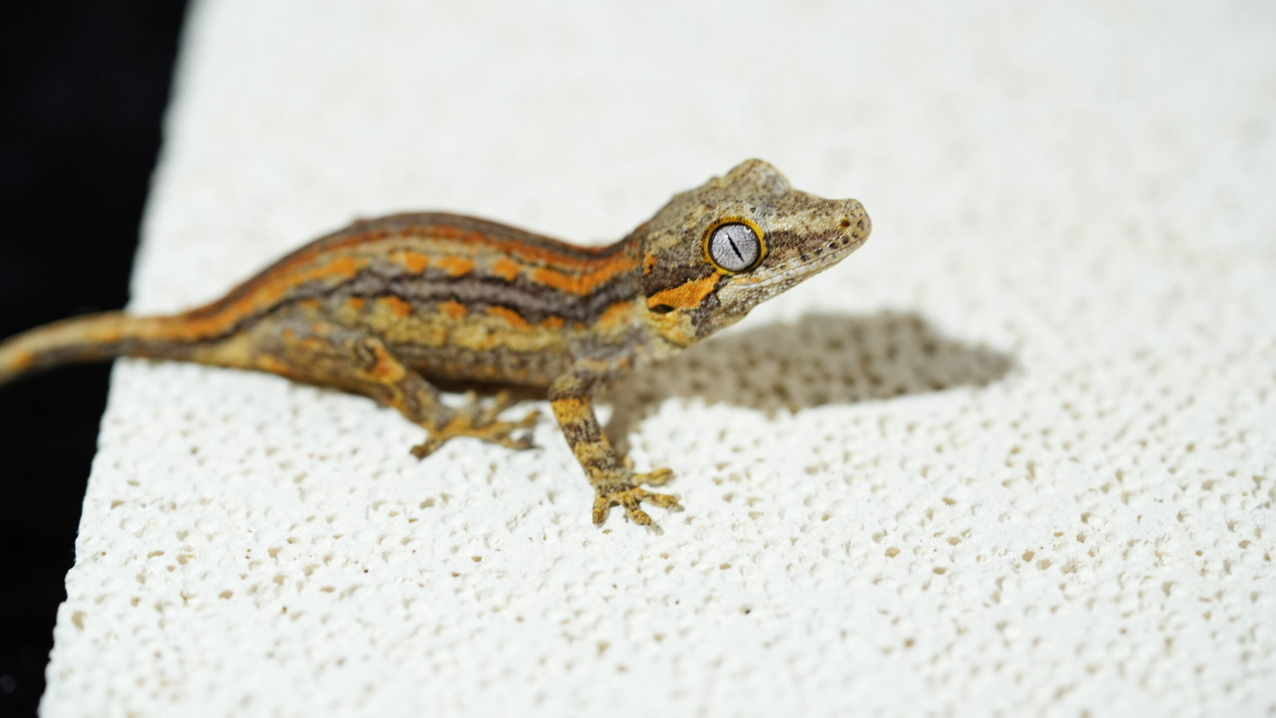 009 Gargoyle:圖片 2