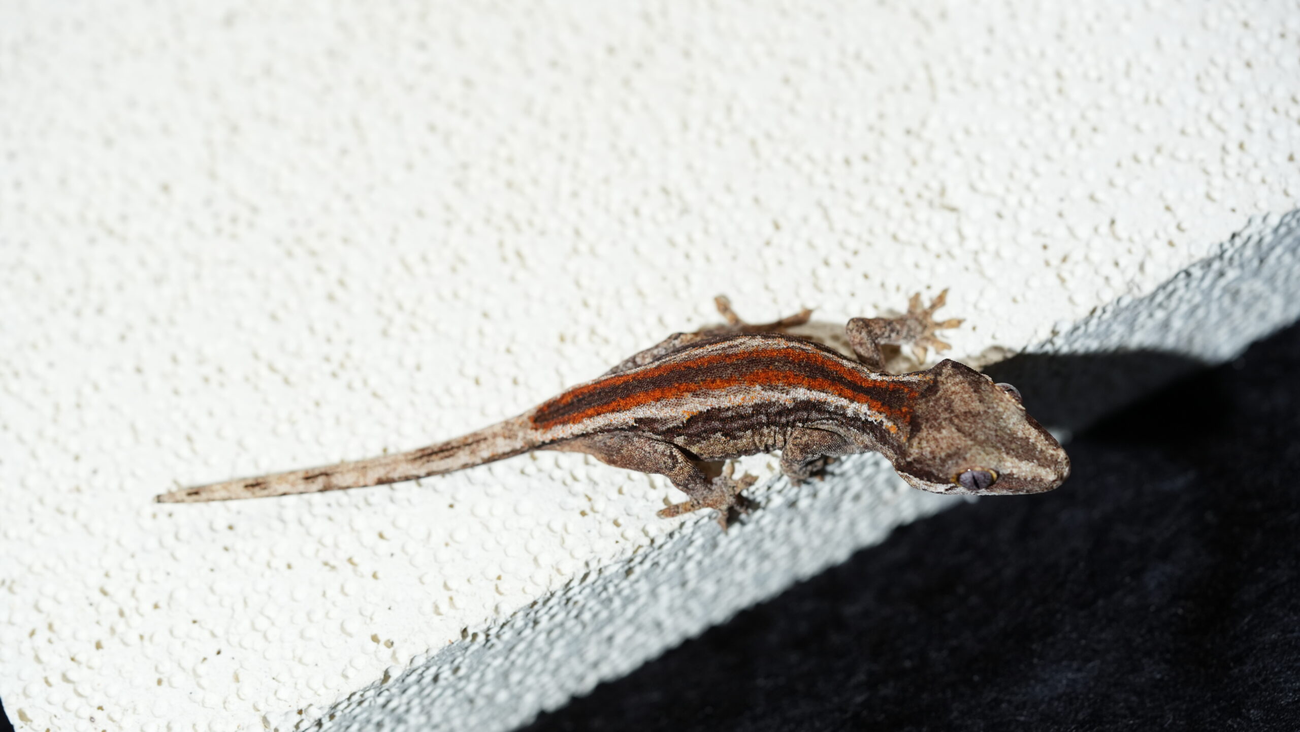 010 Gargoyle:圖片 2