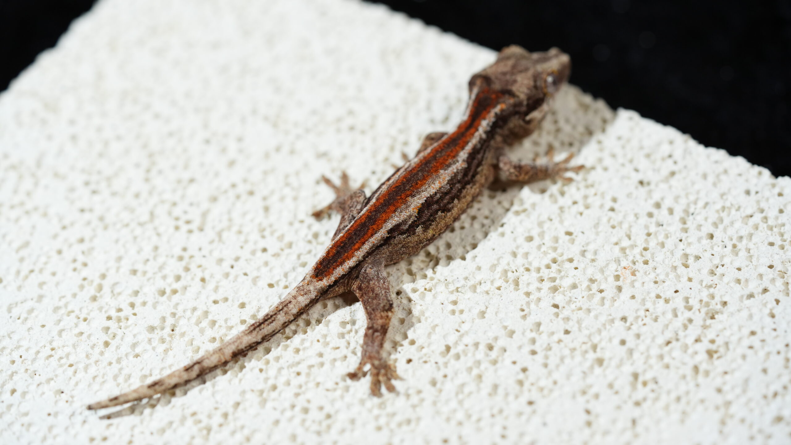 010 Gargoyle:圖片 3