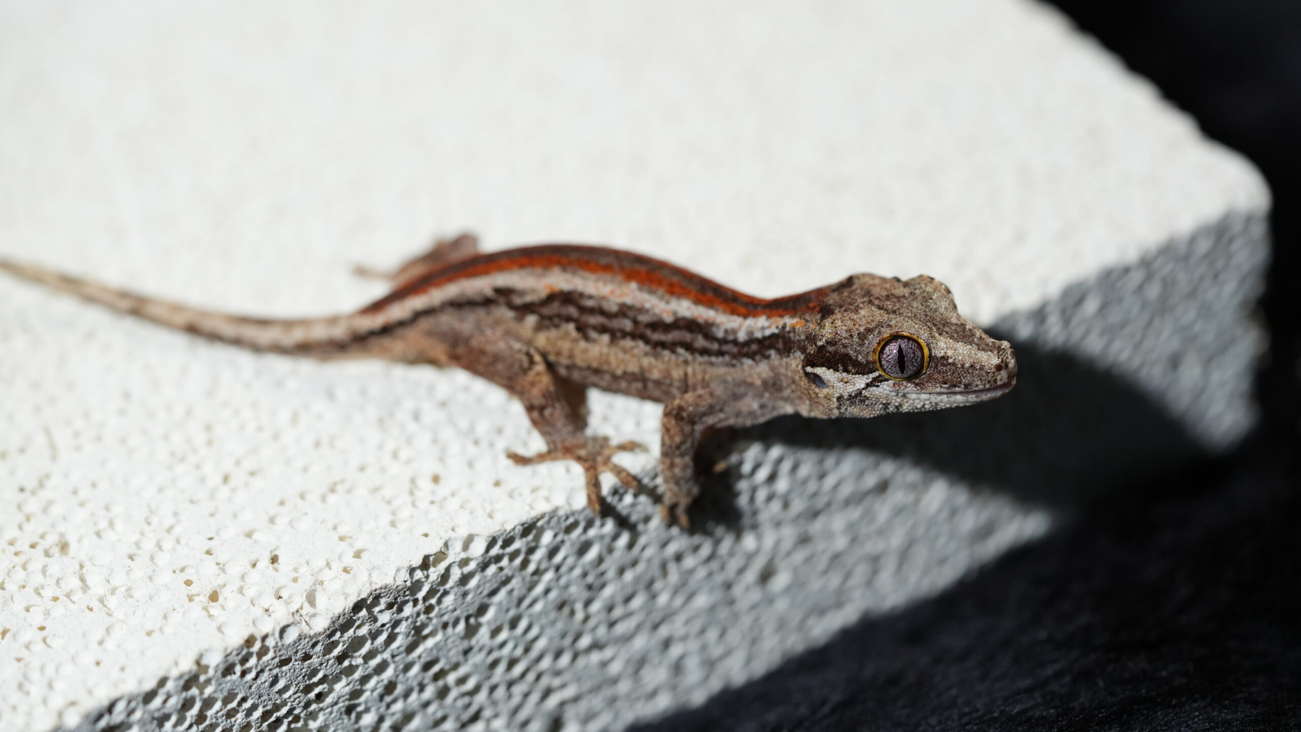 010 Gargoyle:圖片 4