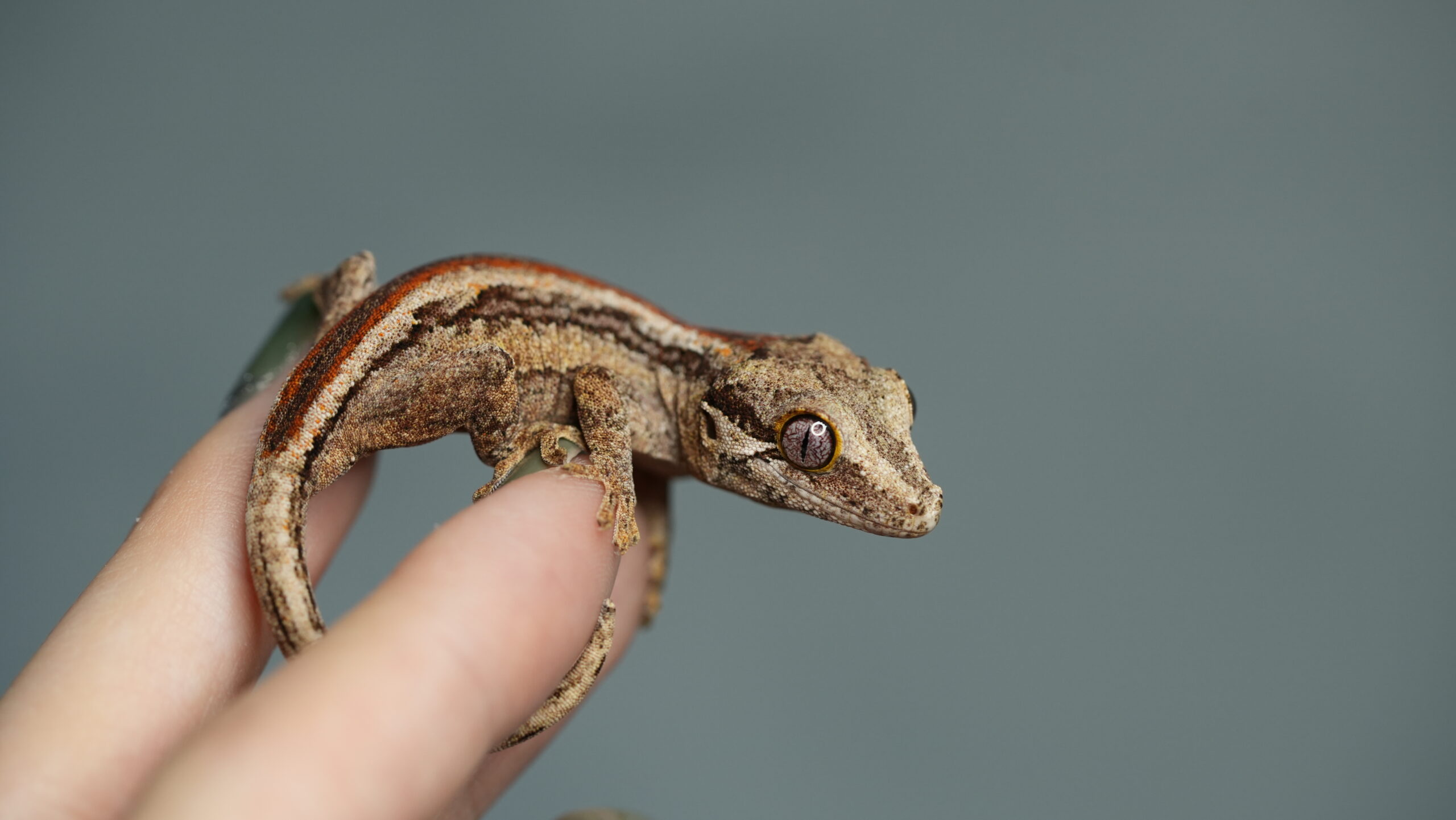 010 Gargoyle:圖片 5