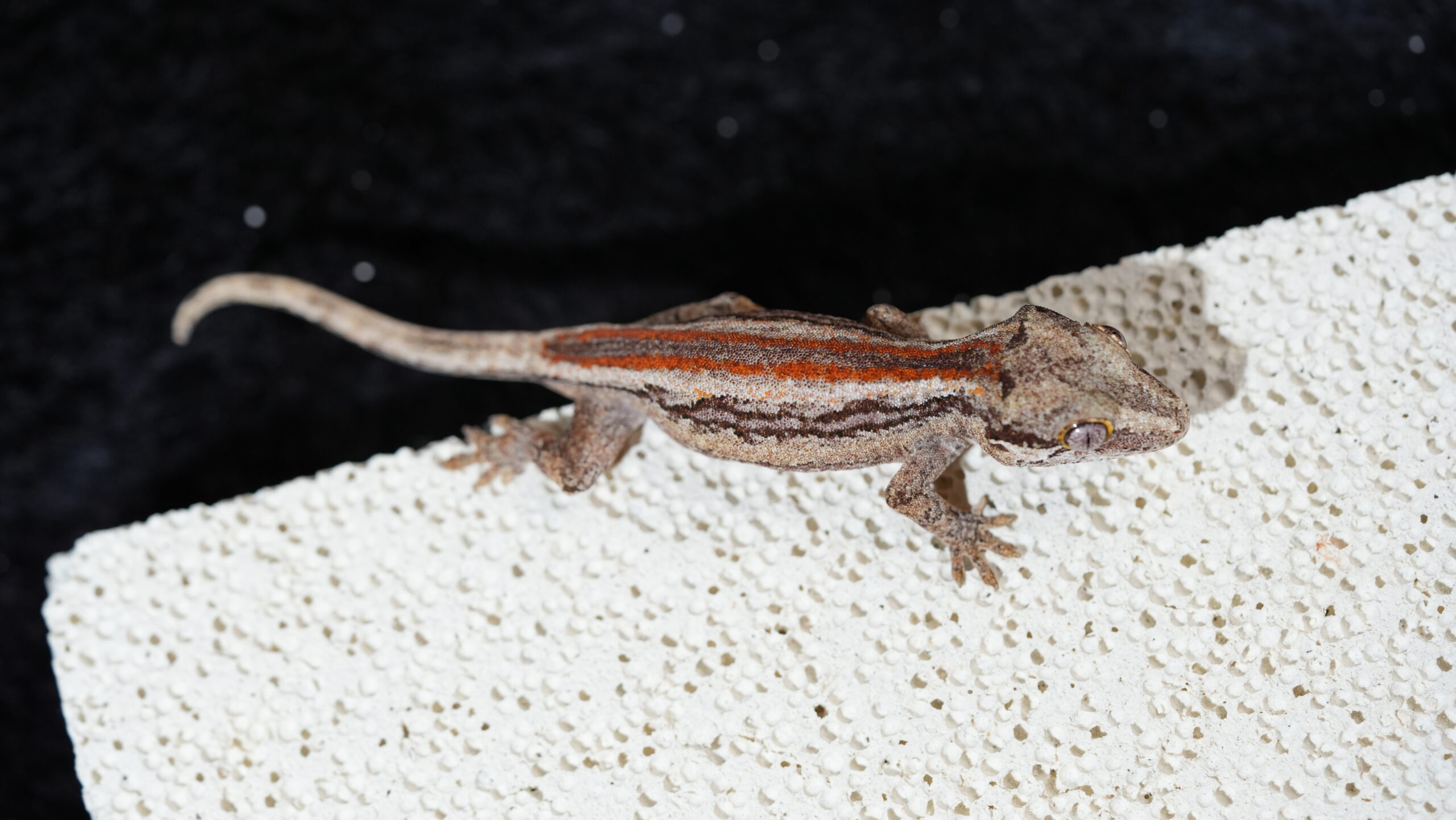 010 Gargoyle:圖片 6