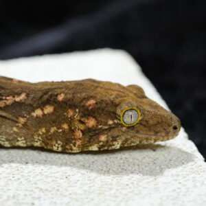 049 MTK Friedel Red Het Mel 66%