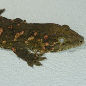 049 MTK Friedel Red Het Mel 66%