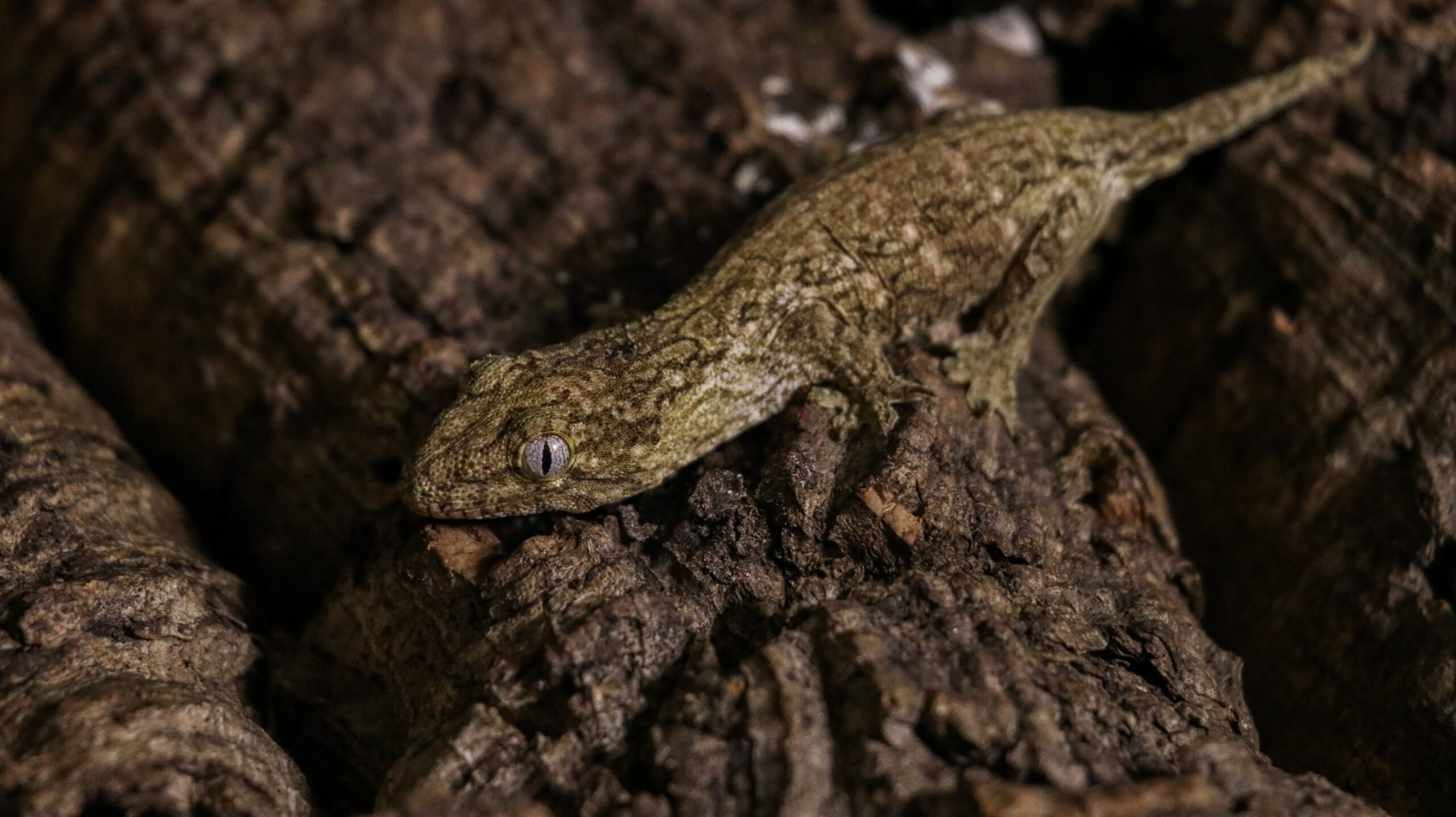 013 Pine Island:圖片 6