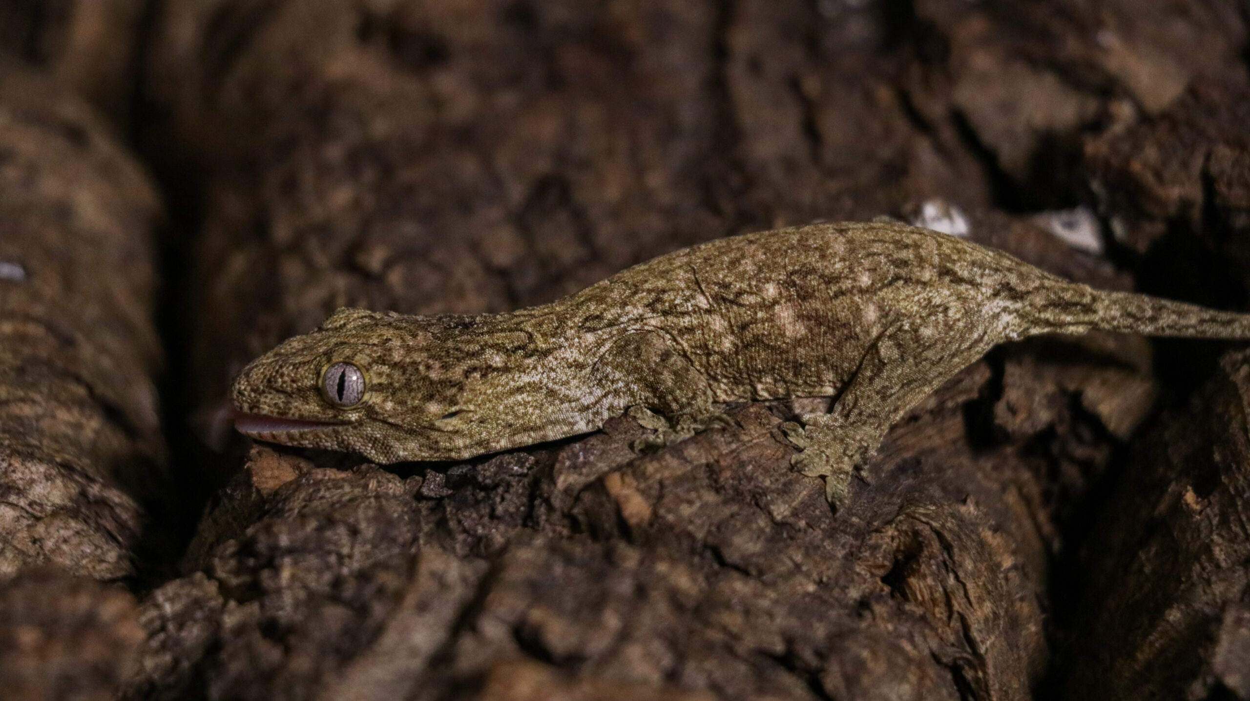 013 Pine Island:圖片 7