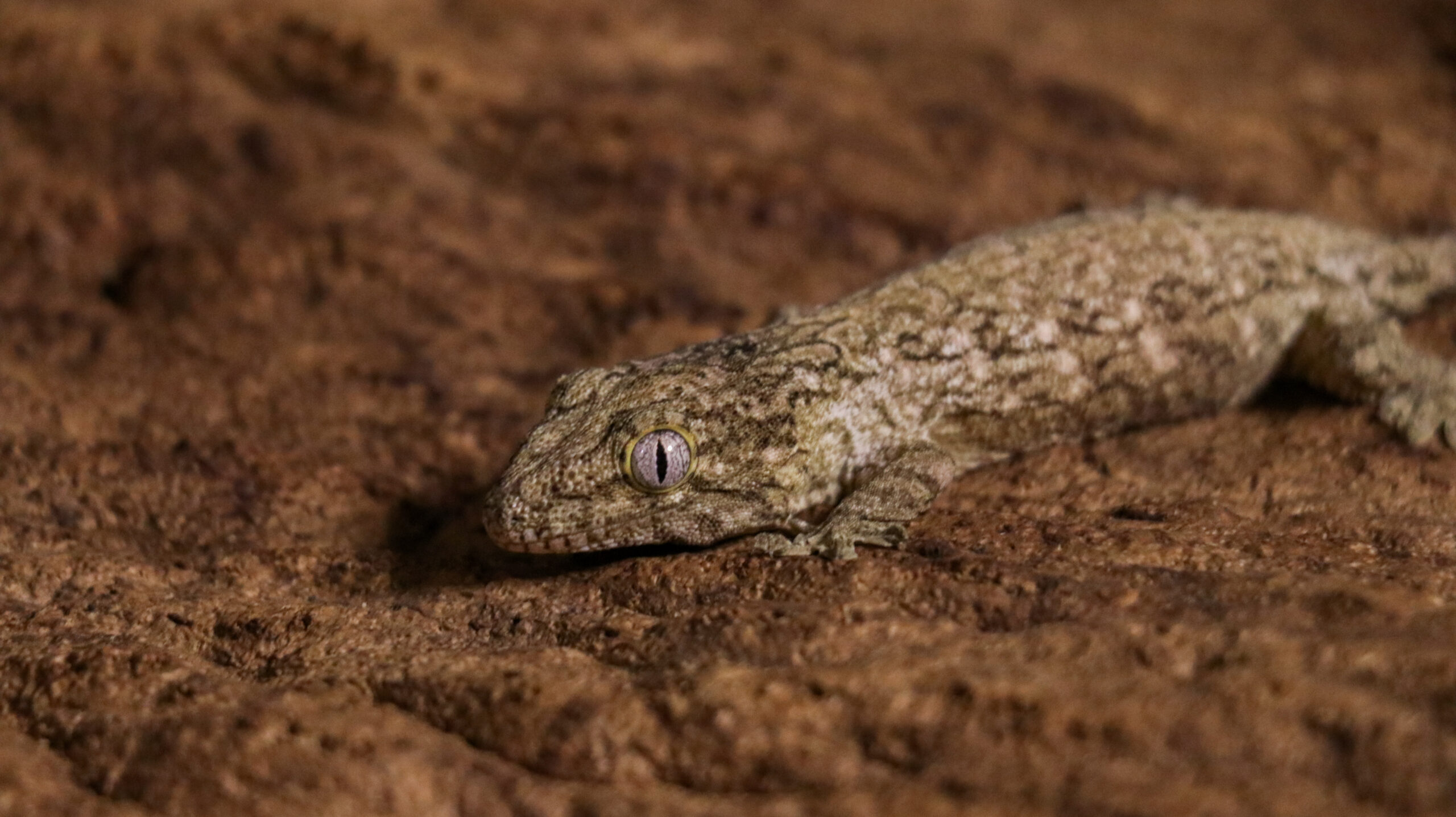 013 Pine Island:圖片 8