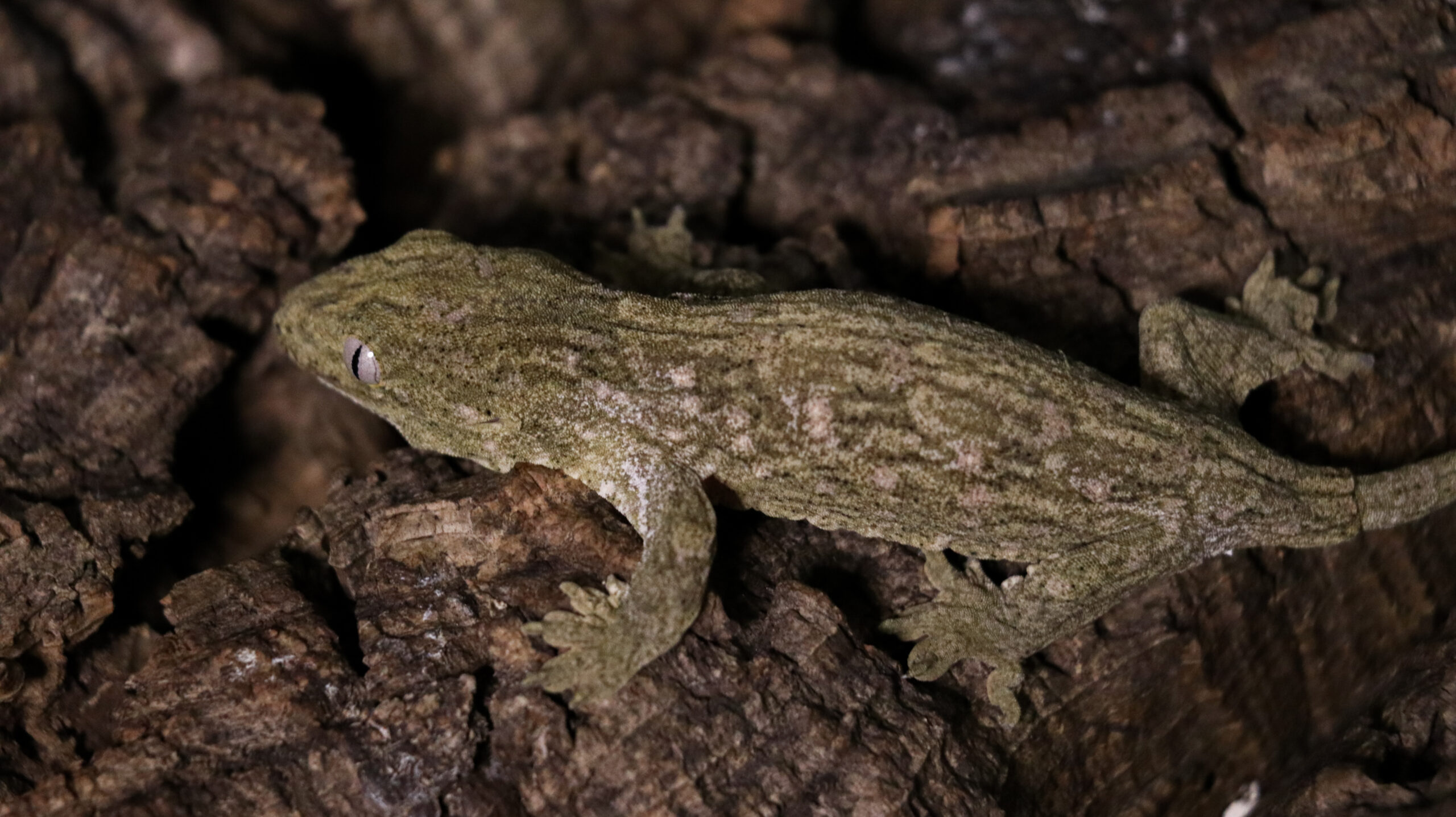 006 Pine Island:圖片 5