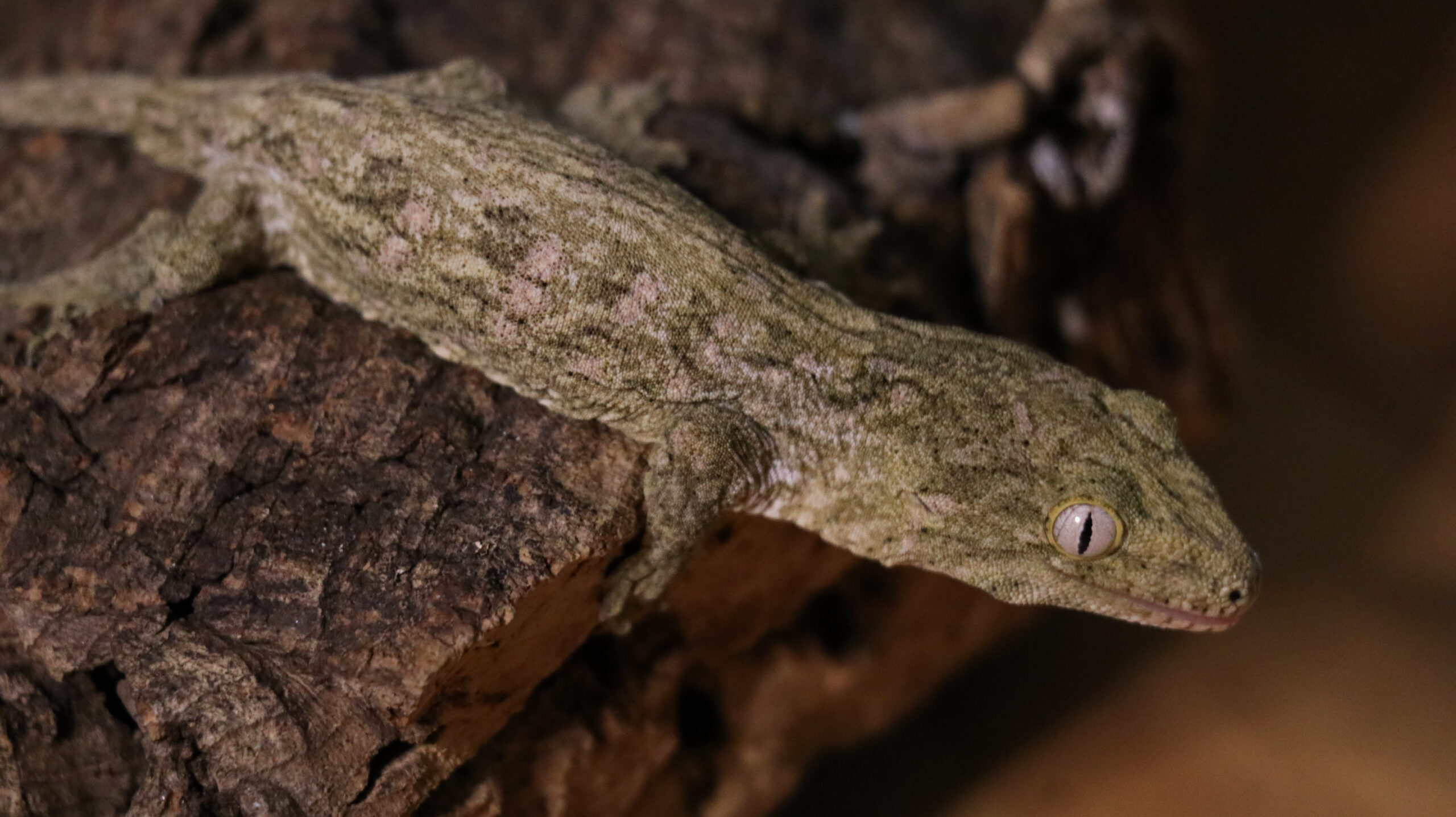 006 Pine Island:圖片 6